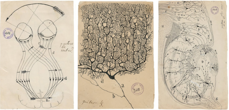 Santiago Ramón y Cajal (1852–1934) illustrations of brain cells)