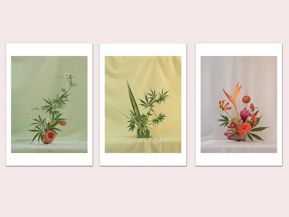 Amy Merrick for Broccoli