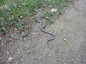 California King Snake