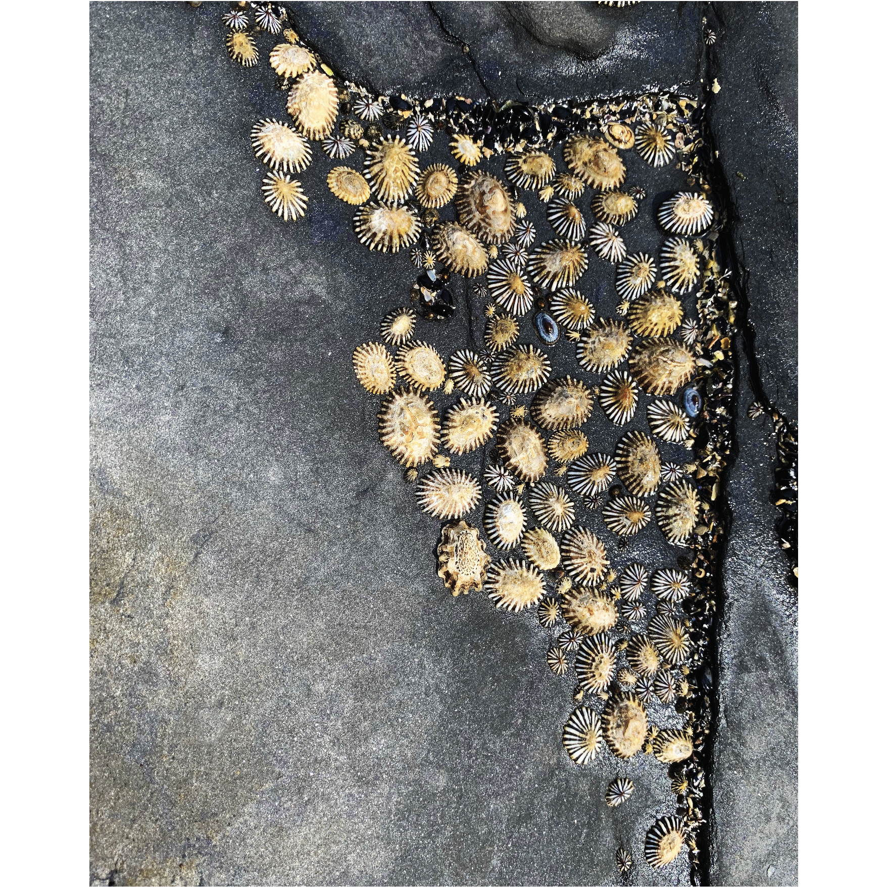 Caroline Davies Choi - Seaside Lapel