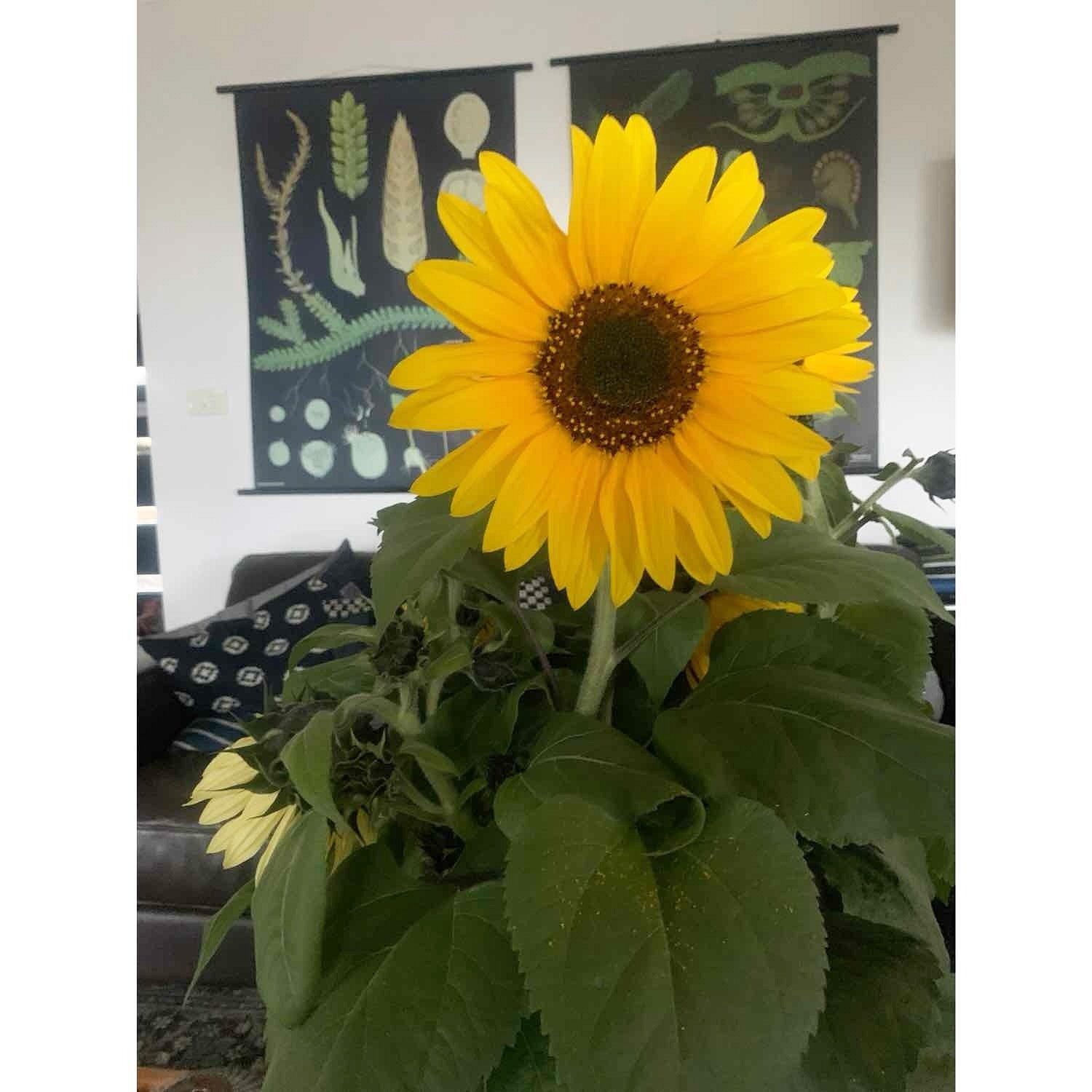 a sunflower for whoever needs it! 🌻 it&rsquo;s a bit of a scary world out there right now &amp; everyone is feeling it. kindness, compassion &amp; love is always the antidote, and speaking up BIG where you see injustices too!
In our small store, eve