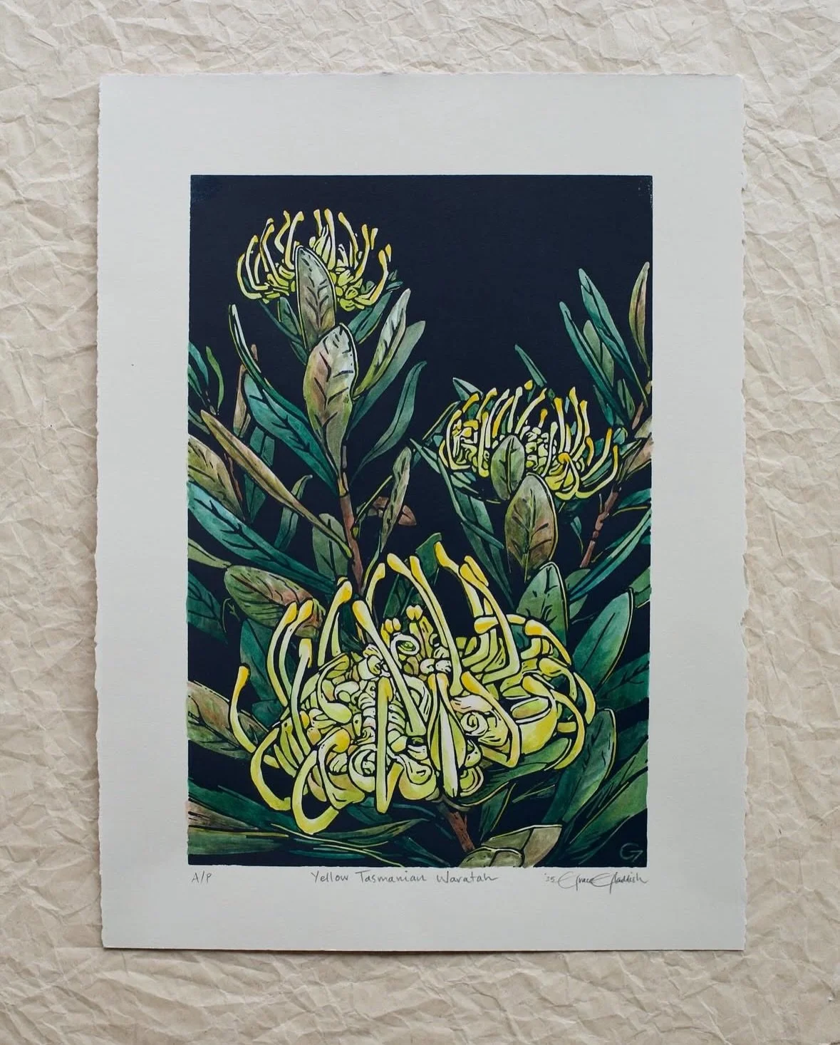 Yellow Tasmanian Waratahs by Grace Gladdish 💛 we have a very special framed work in now! imagine this under the Chrissy tree!?!