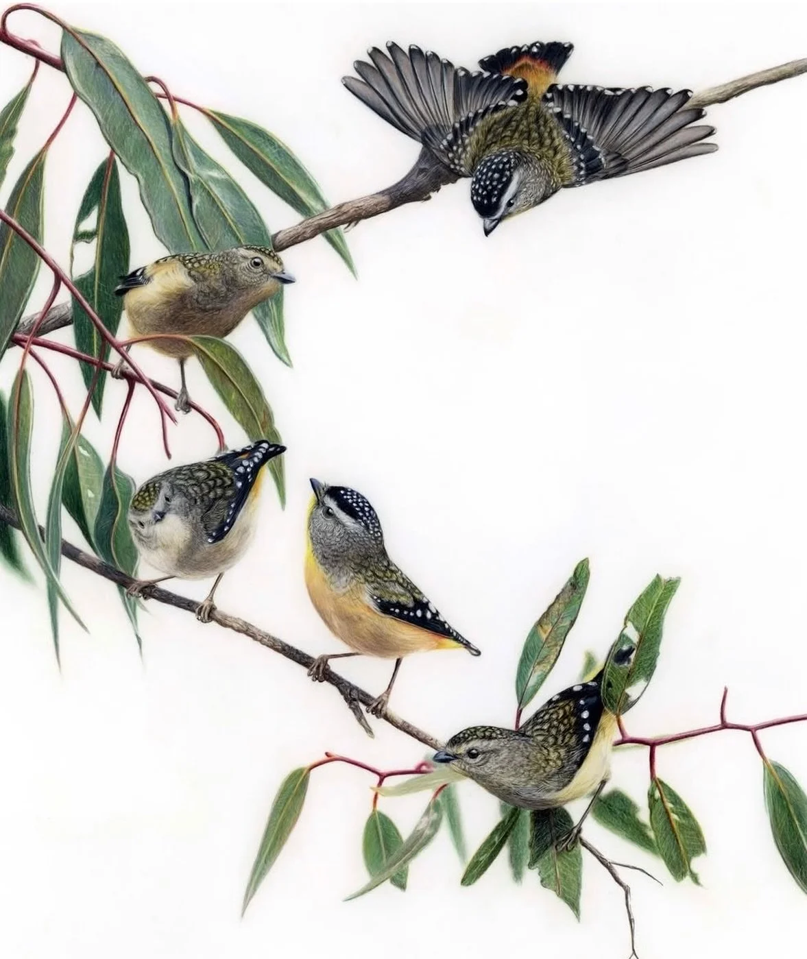 we&rsquo;re open on this glorious autumn day- Easter Monday- do flutter in!
Lovely pardalote artwork by Rachel Harris available now- framed or unframed 💛