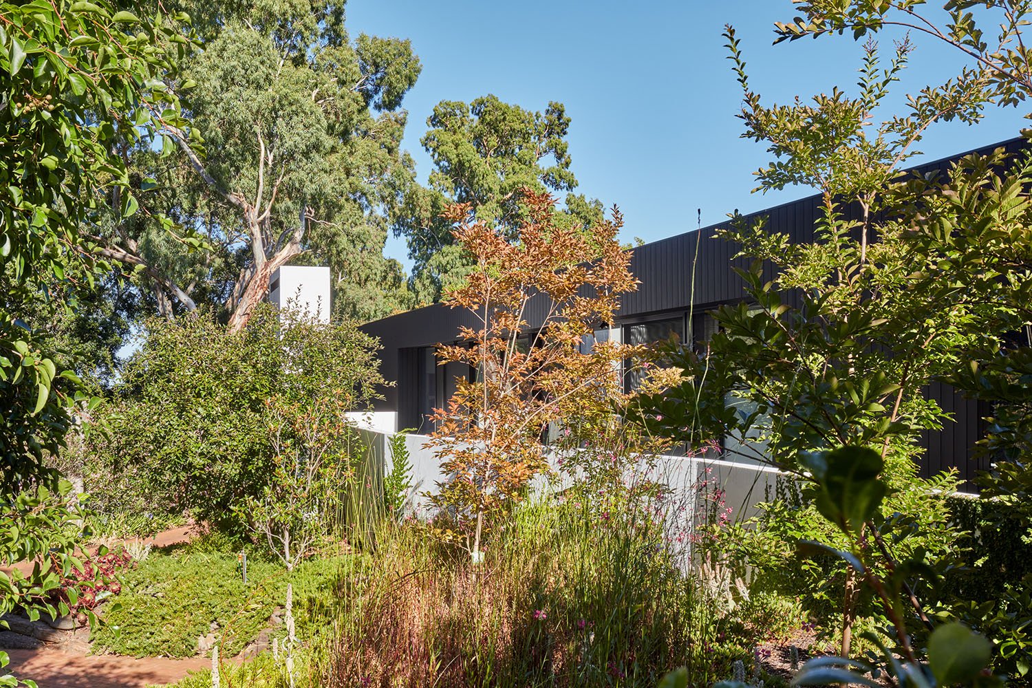 Mitcham-House-Contemporary-Black-Timber-Home-Landscaping.jpeg