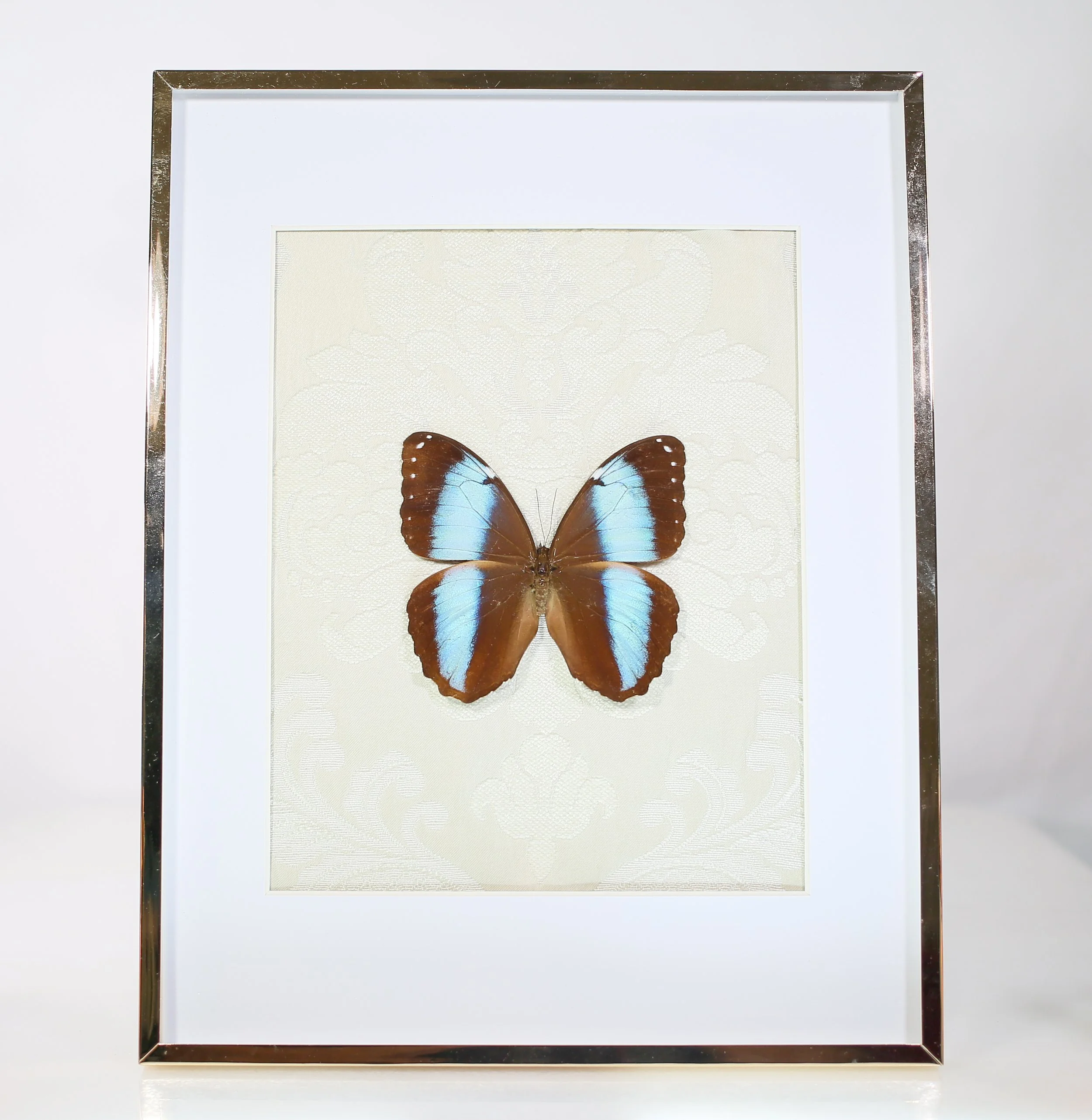 Morpho Deidamia Butterfly