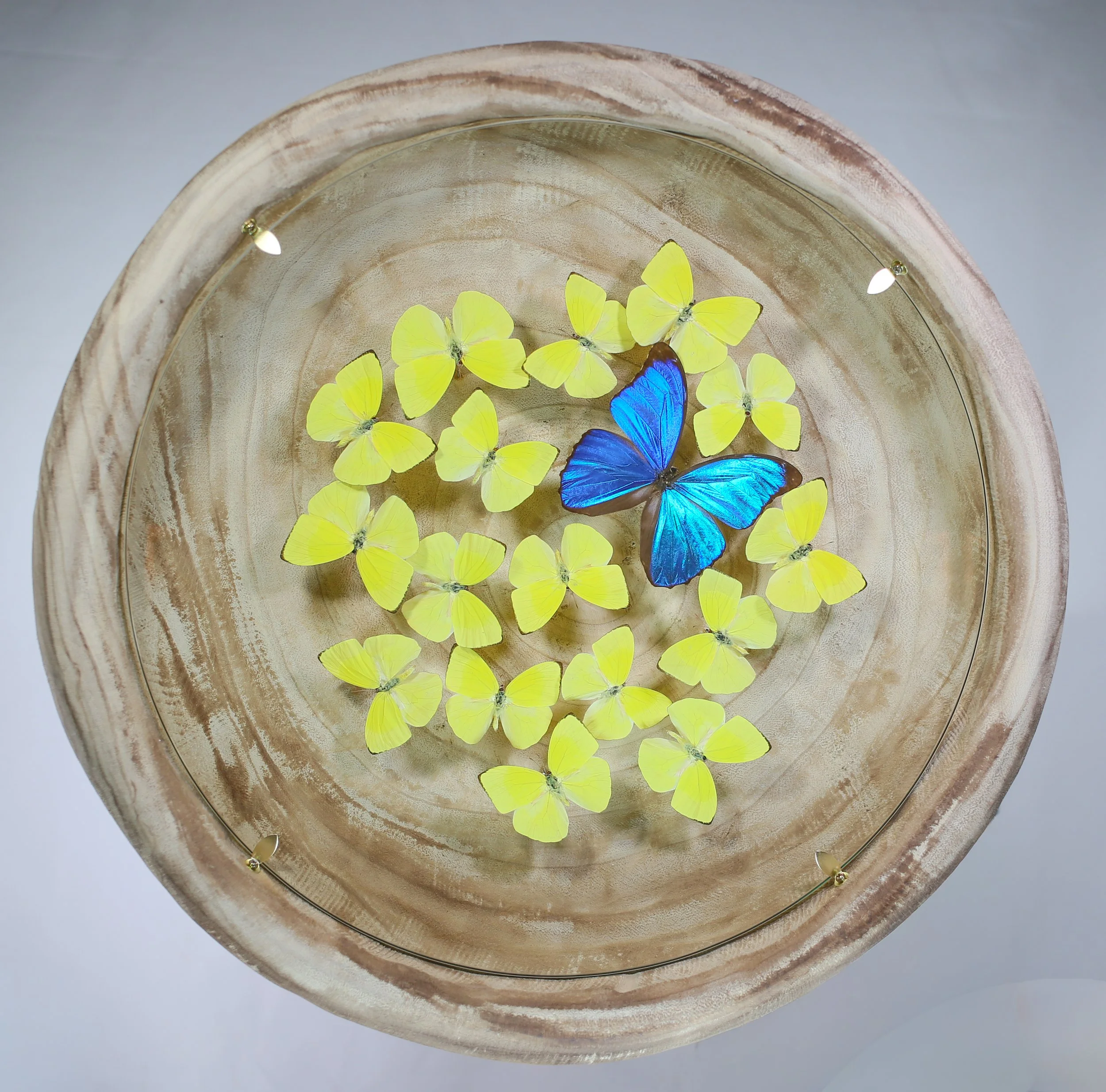 Butterfly Composition