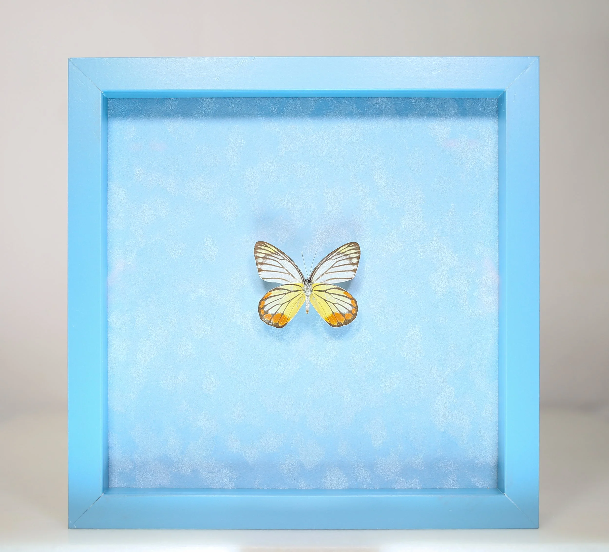 Painted Jezebel Butterfly