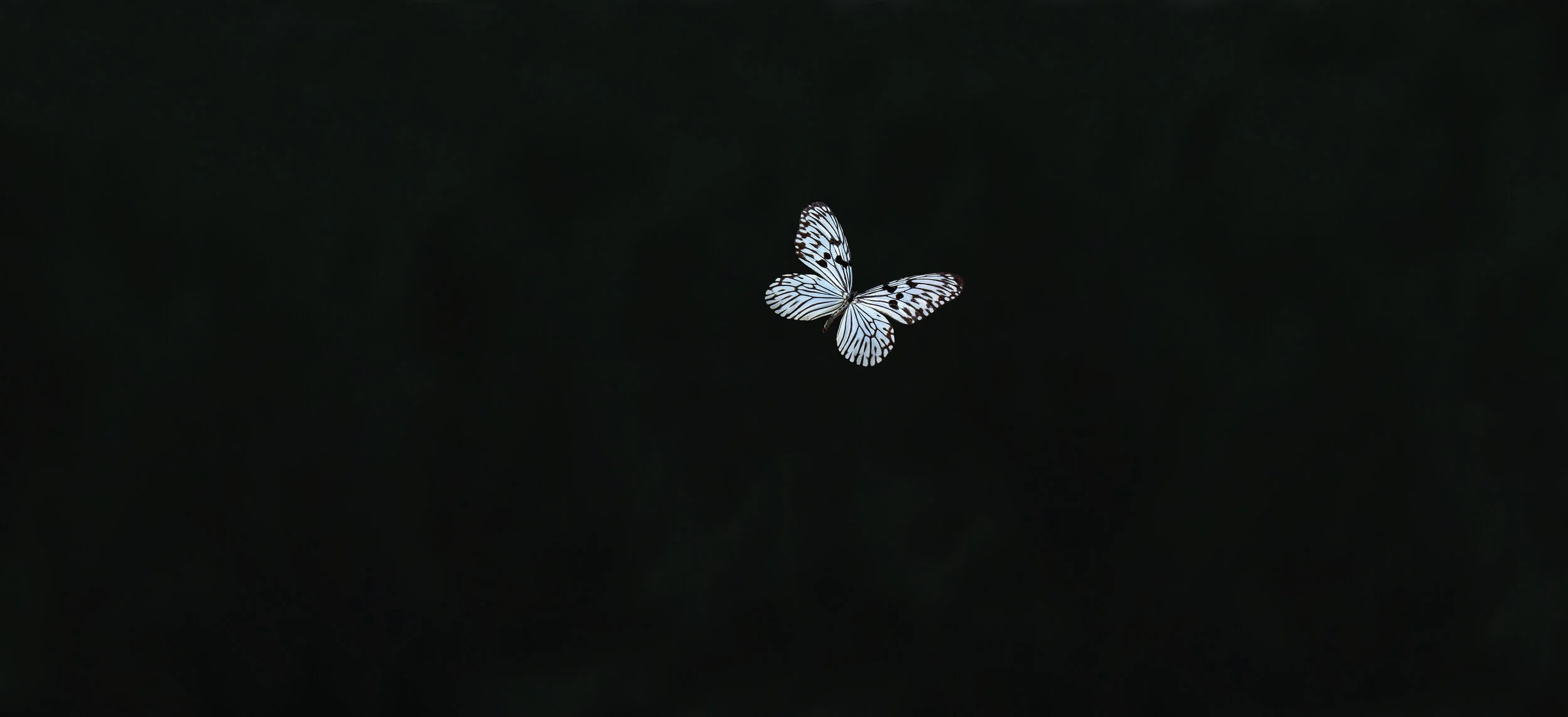 banner.jpg