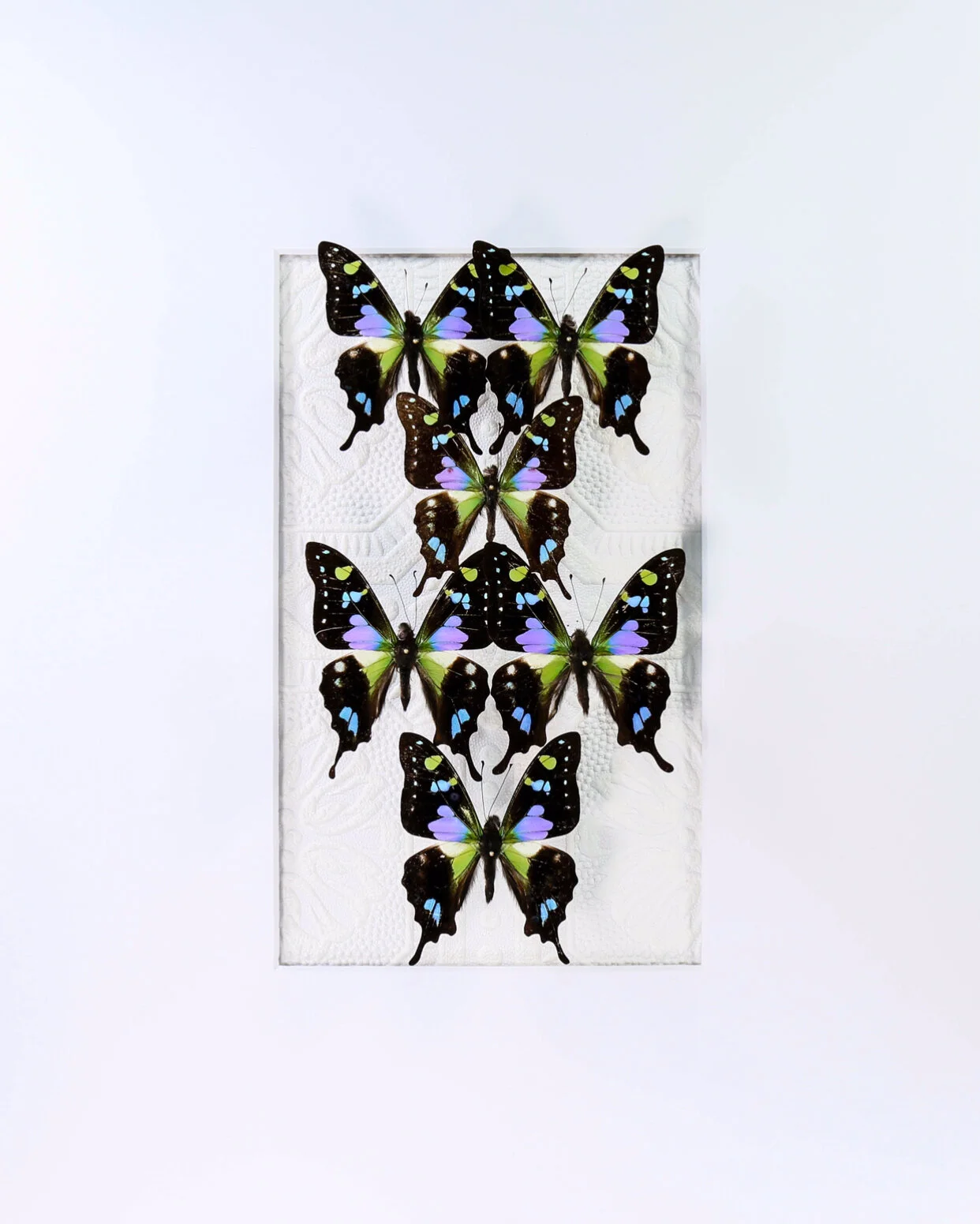 Purple Spotted Swallowtails