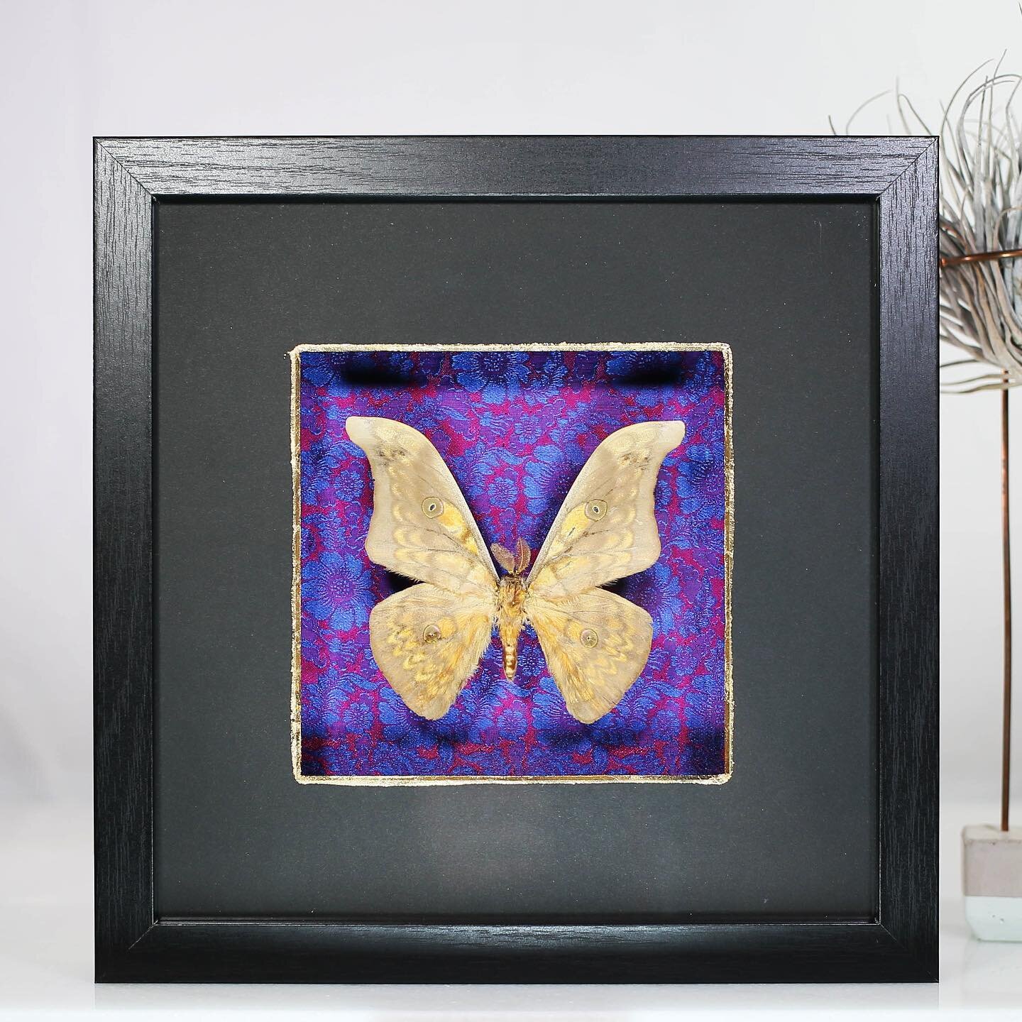 Beautiful Silkmoth on a colorful background! Find this frame among with lots of new frames on the website, Buginthebox.net 

🦋❤️🦋❤️🦋

#animals #naturephotography #butterfliesandflowers
#instagood #butterflies #pet #love #bird #entomology #entomolo