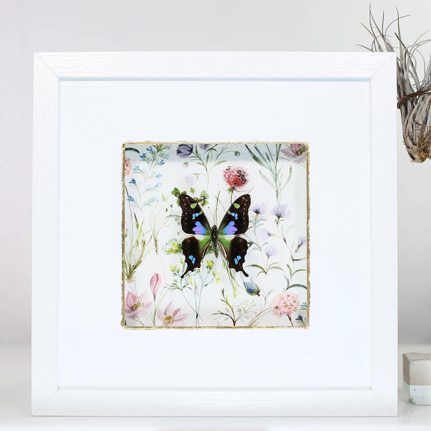 Another new piece now on the website at
Buginthebox.net 
This beautiful Swallowtail butterfly is paired beautifully with a floral background! 

🌸🦋❤️🦋❤️🦋🌸

#butterfly #butterflies #butterflies
#butterfliesofinstagram #butterflys #butterfly
#homed