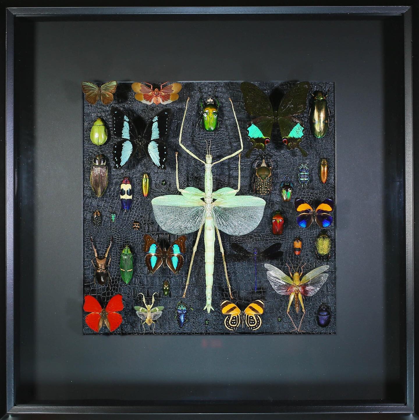 Big composition piece you can find @ceruleangallery with insects and colorful butterflies from around the world!! 

🦋❤️🦋❤️🦋

#butterfly #butterflies #butterflies
#butterfliesofinstagram #butterflys #butterfly
#homedecor #insects #butterflyphoto
#b