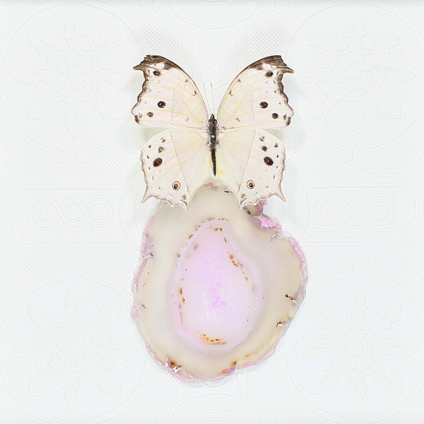 Beautiful butterfly paired with a pink slice of agate quartz crystal. You can find this piece on the website. 

Buginthebox.net

🦋❤️🦋❤️🦋

#oddities #entomologyart
#framedbutterfly #walldecor #odditiesforsale
#entomology #insecttaxidermy #insectart