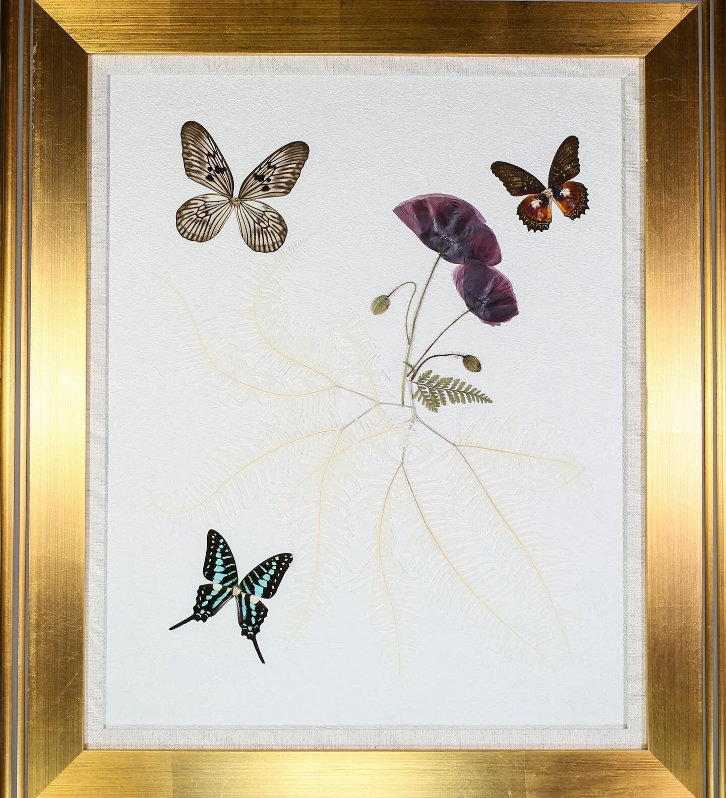 Some of the larger pieces we have made with butterflies and real preserved flowers and ferns! 

Buginthebox.net

🌸🦋❤️🦋❤️🦋🌸

#oddities #entomologyart
#framedbutterfly #walldecor #odditiesforsale
#entomology #insecttaxidermy #insectart #taxidermya