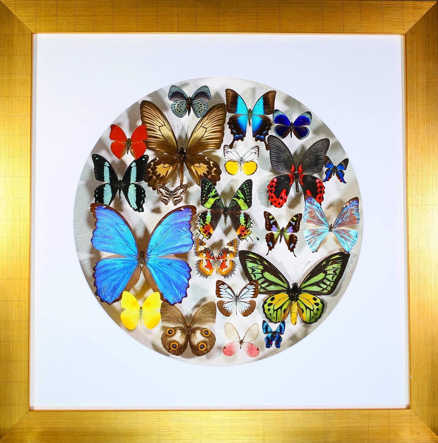 Love this composition, the variety in shapes and color of all these butterflies from around the world is ❤️!! 🦋🦋🦋

#butterfly #butterflies #insects #entomology #moth #bugsofinstagram #inked #butterflytattoo #tattoo #tattooart #crystals #art #witch
