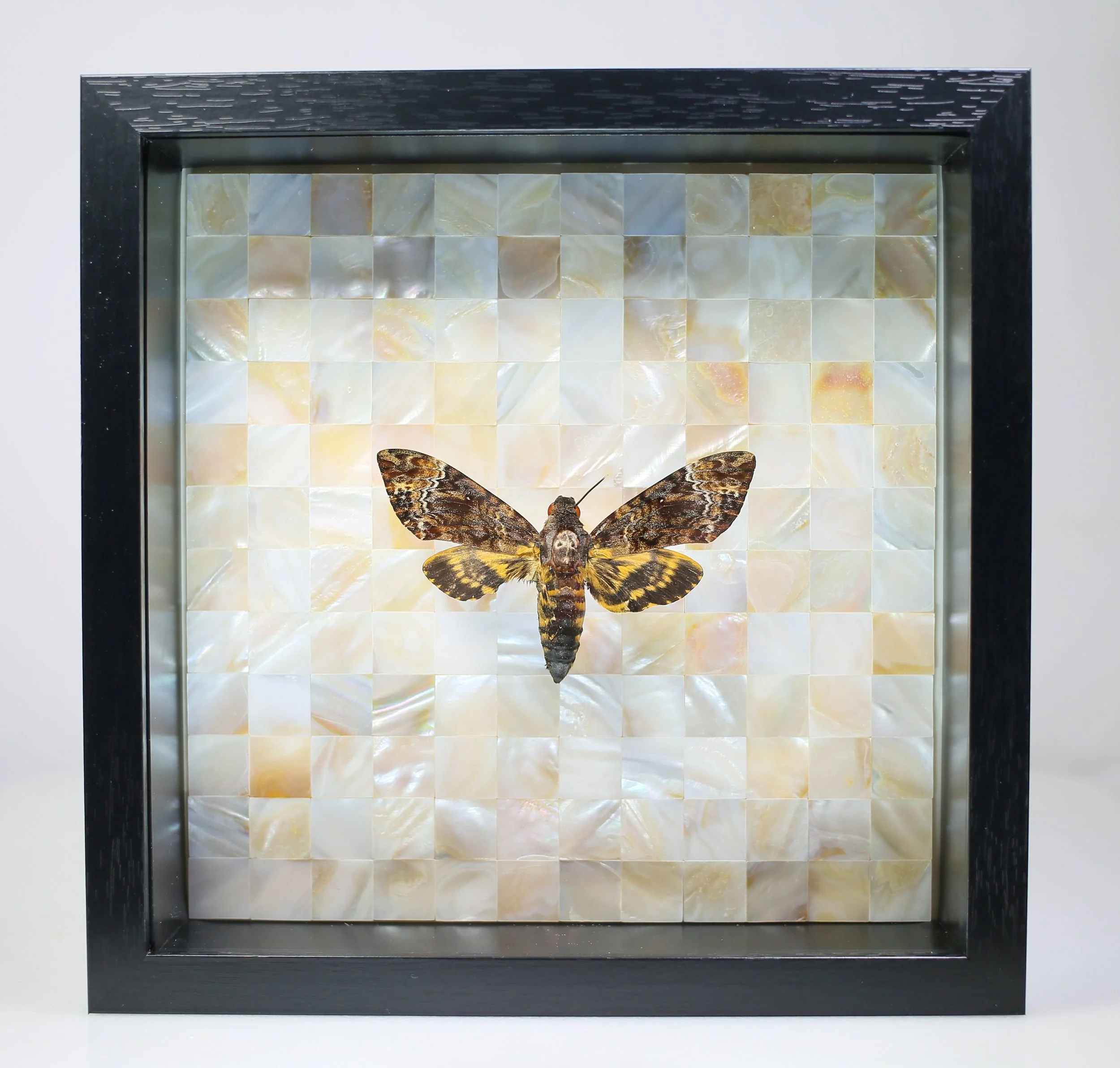 Death's-head Hawkmoth