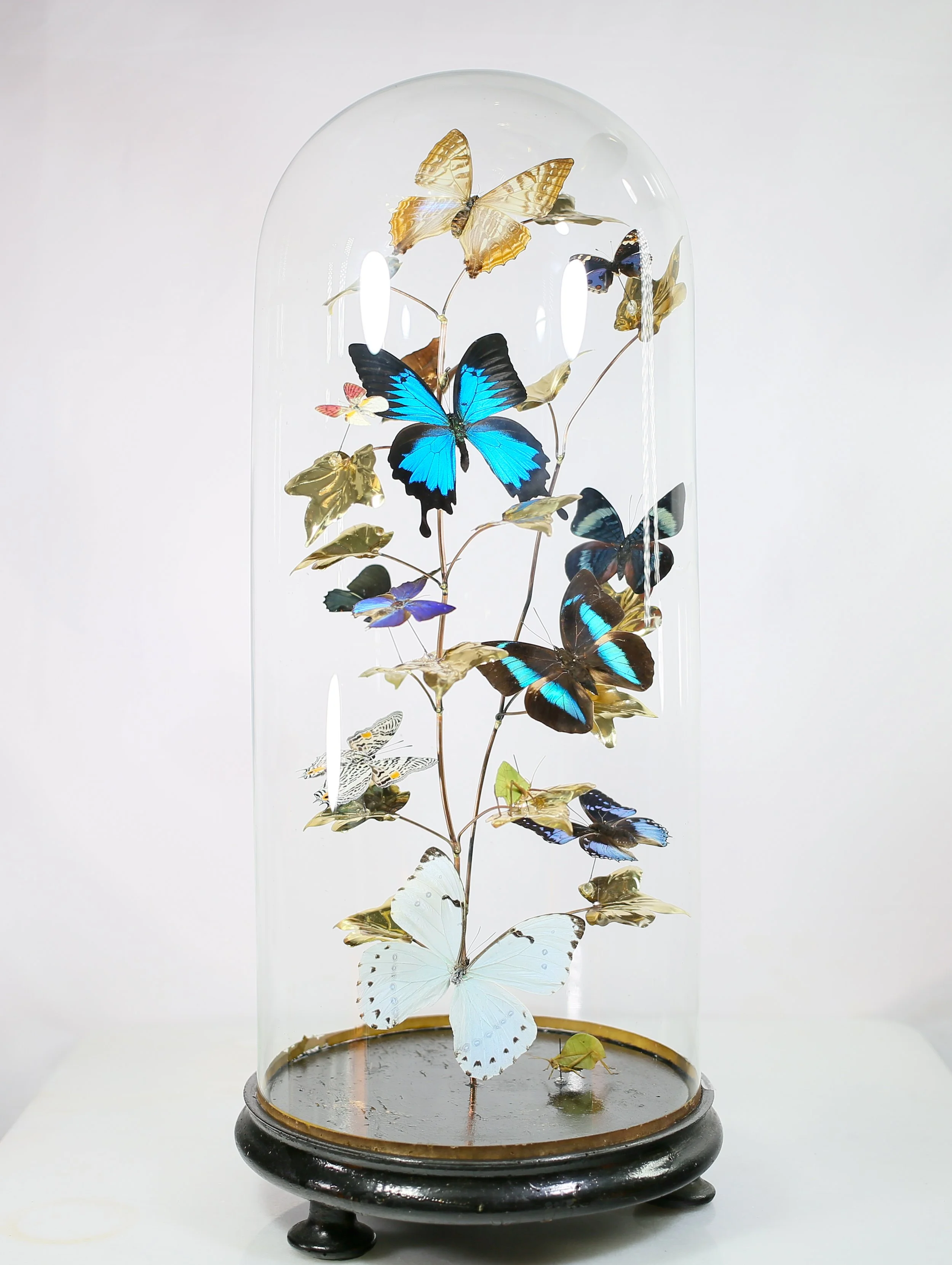 Butterfly Glass Dome