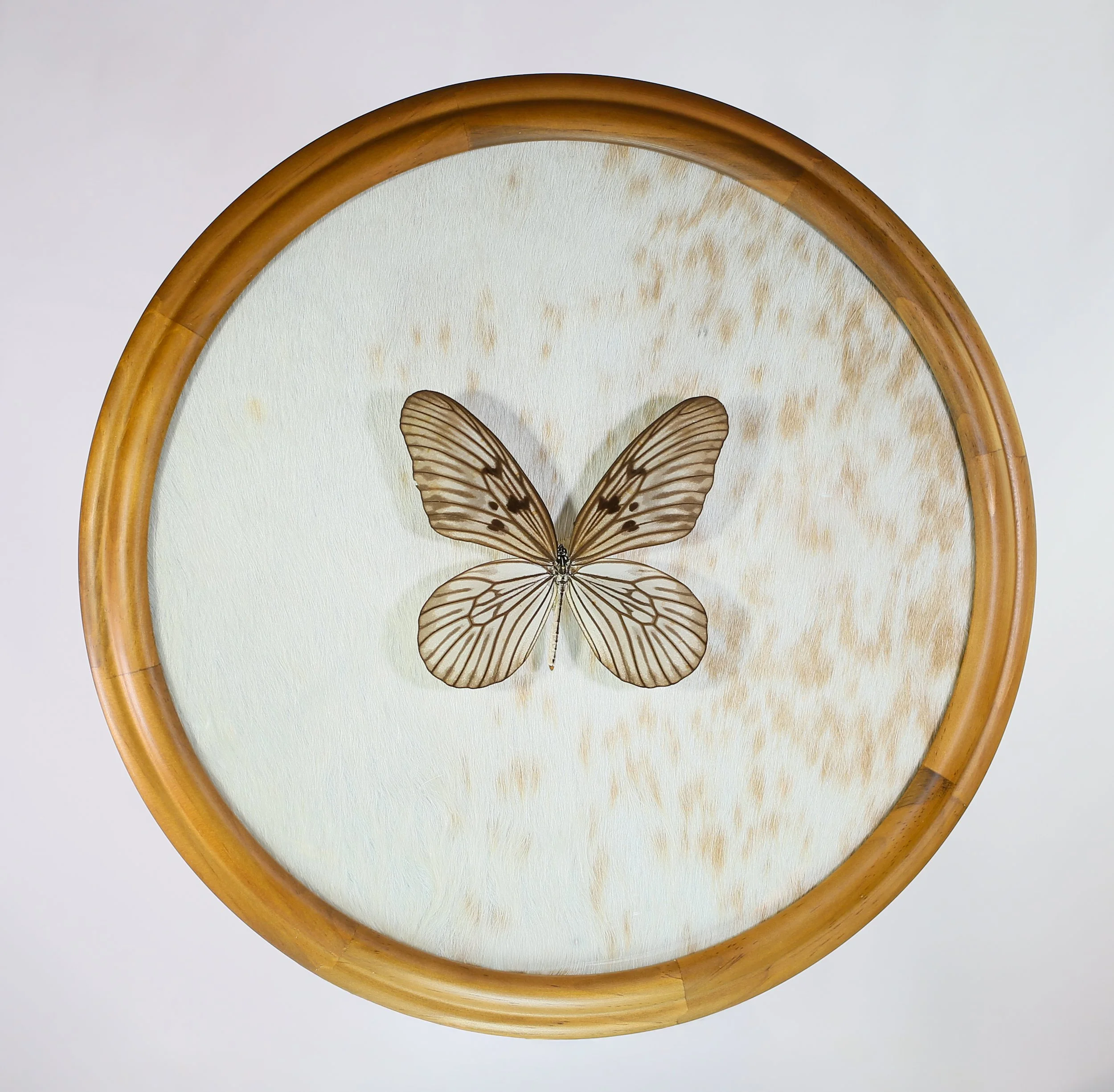 Blanchards Ghost butterfly