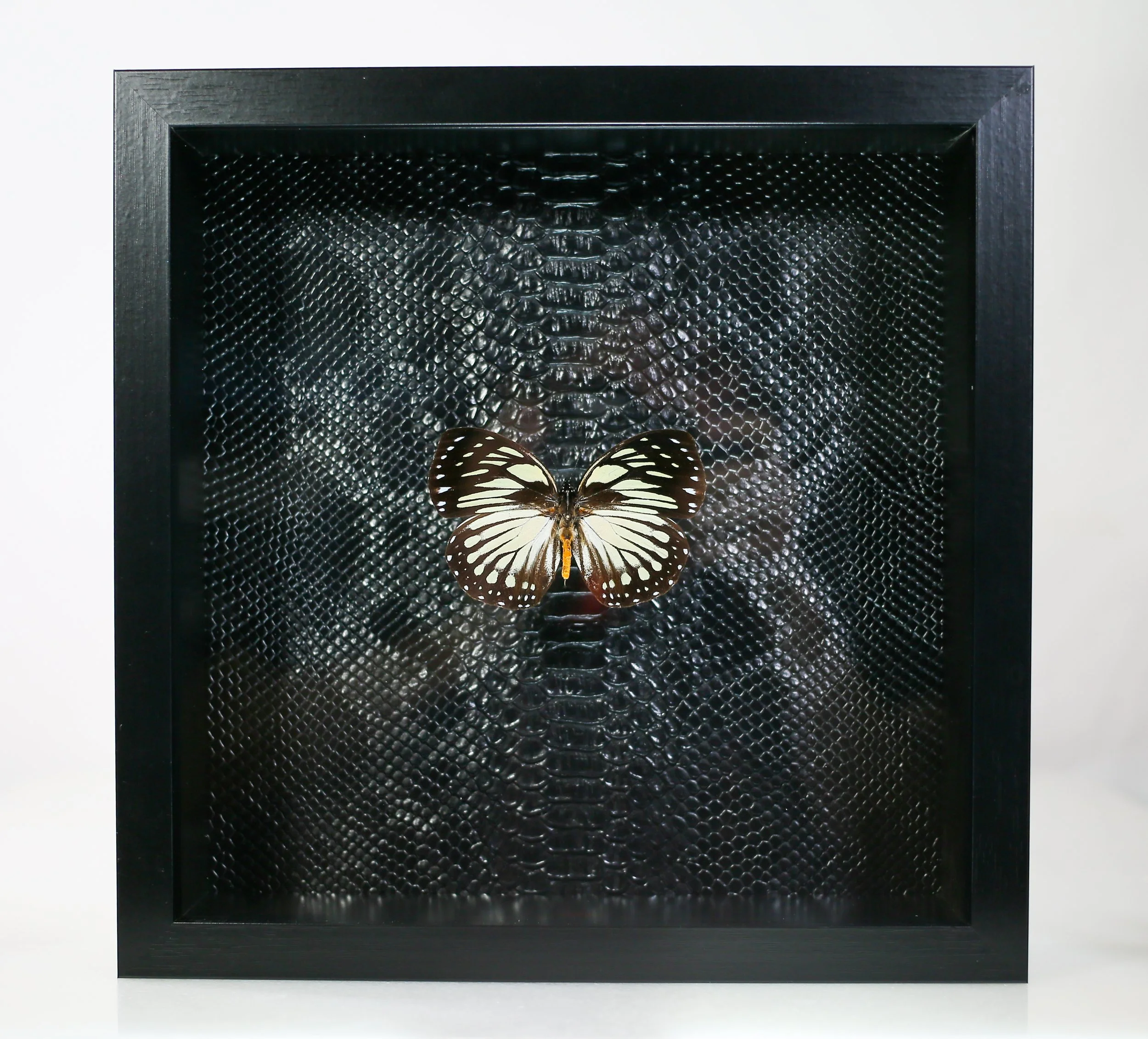 Crossleyi Forest Queen Butterfly