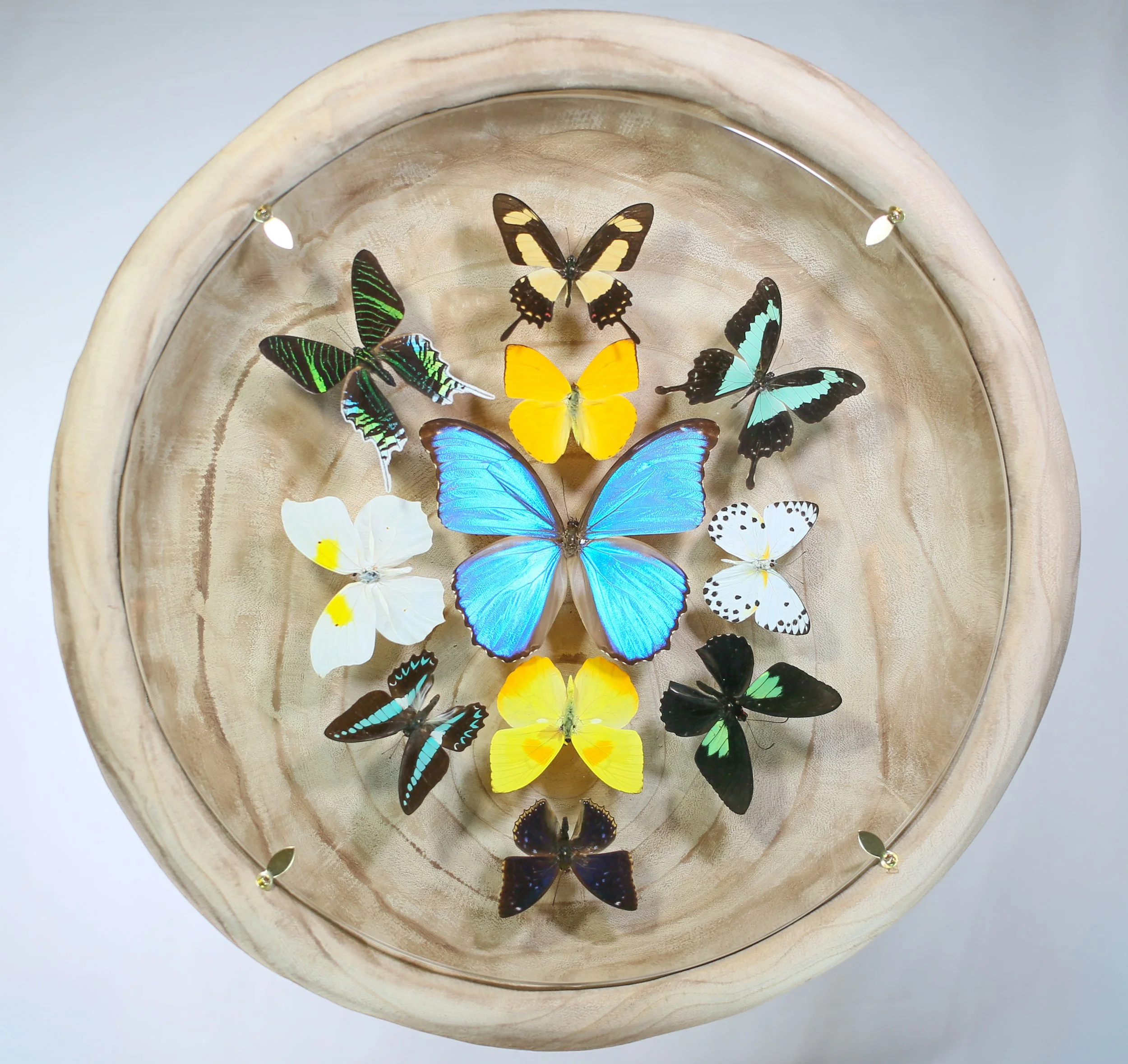 Butterfly Composition!