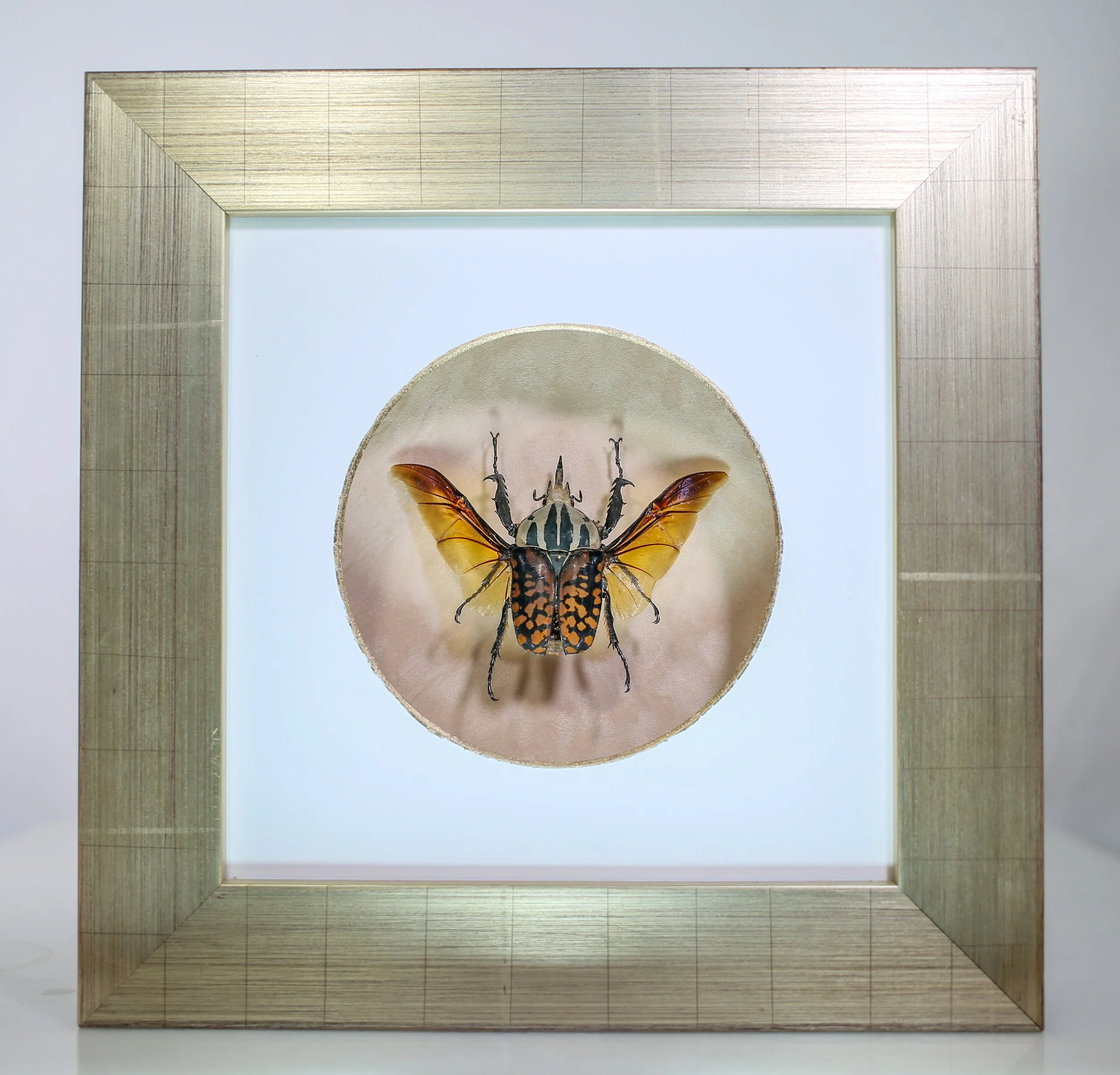 Giant African Flower Beetle