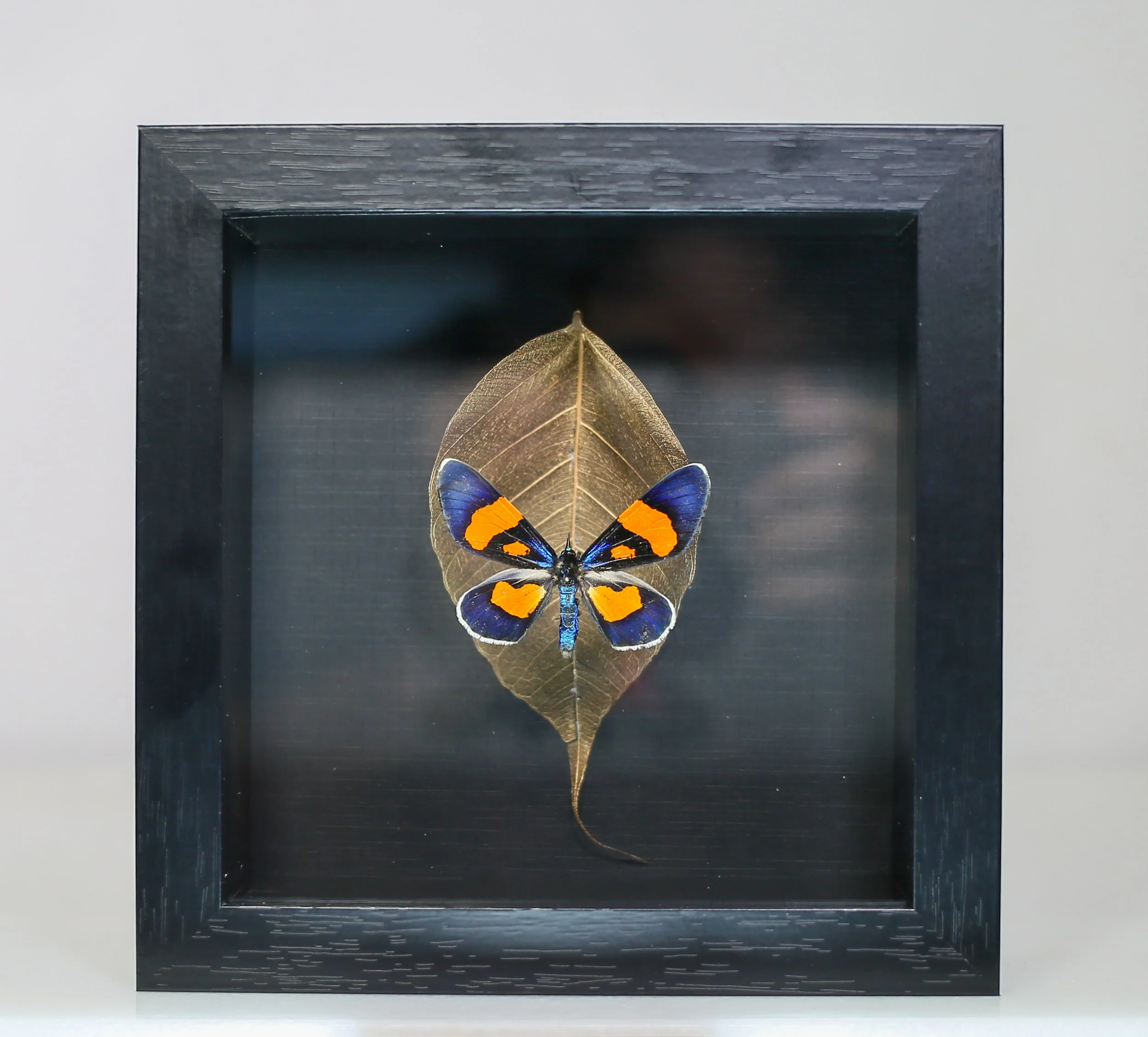 Milionia Celebensis Moth