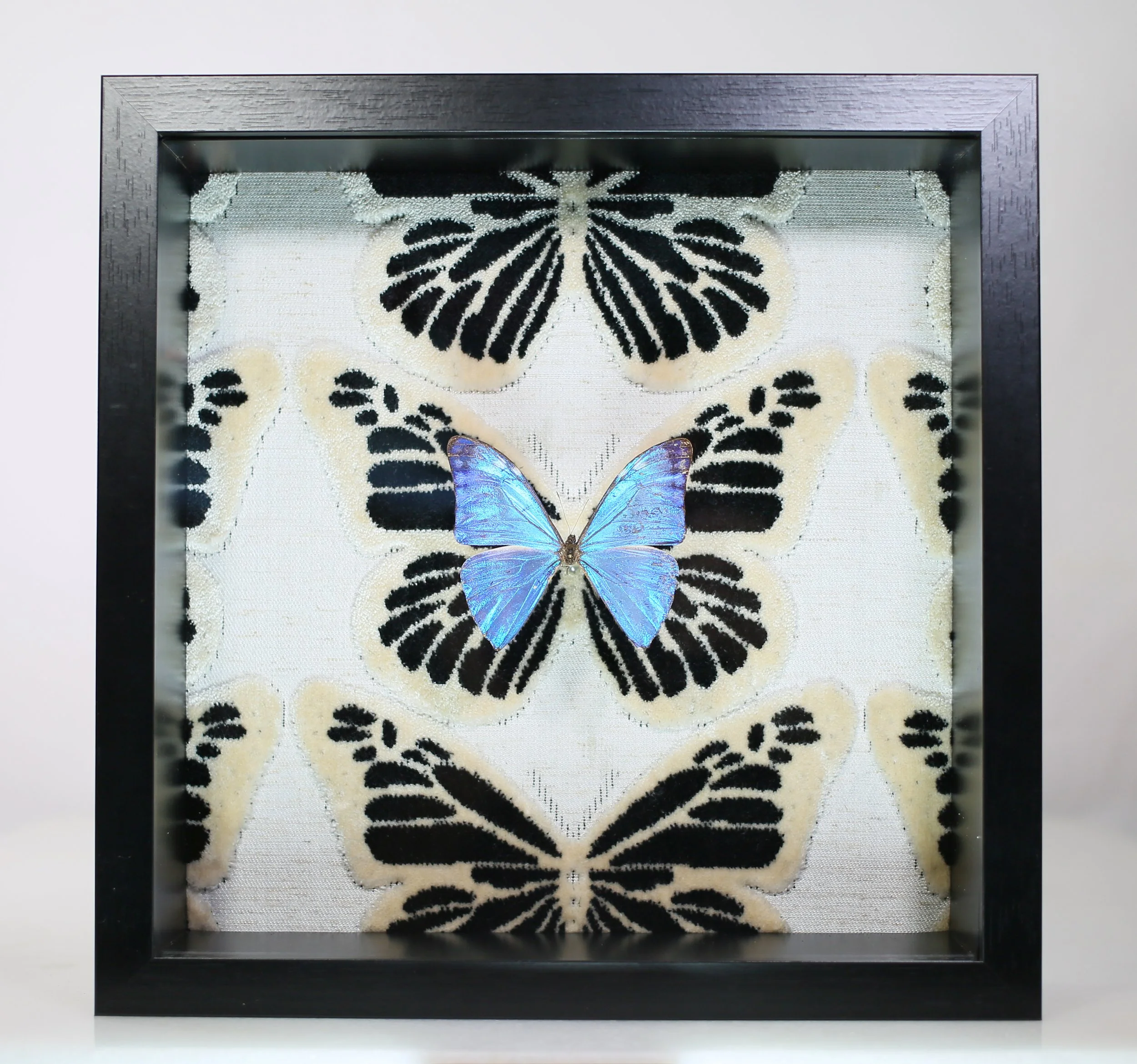 Morpho Adonis Butterfly