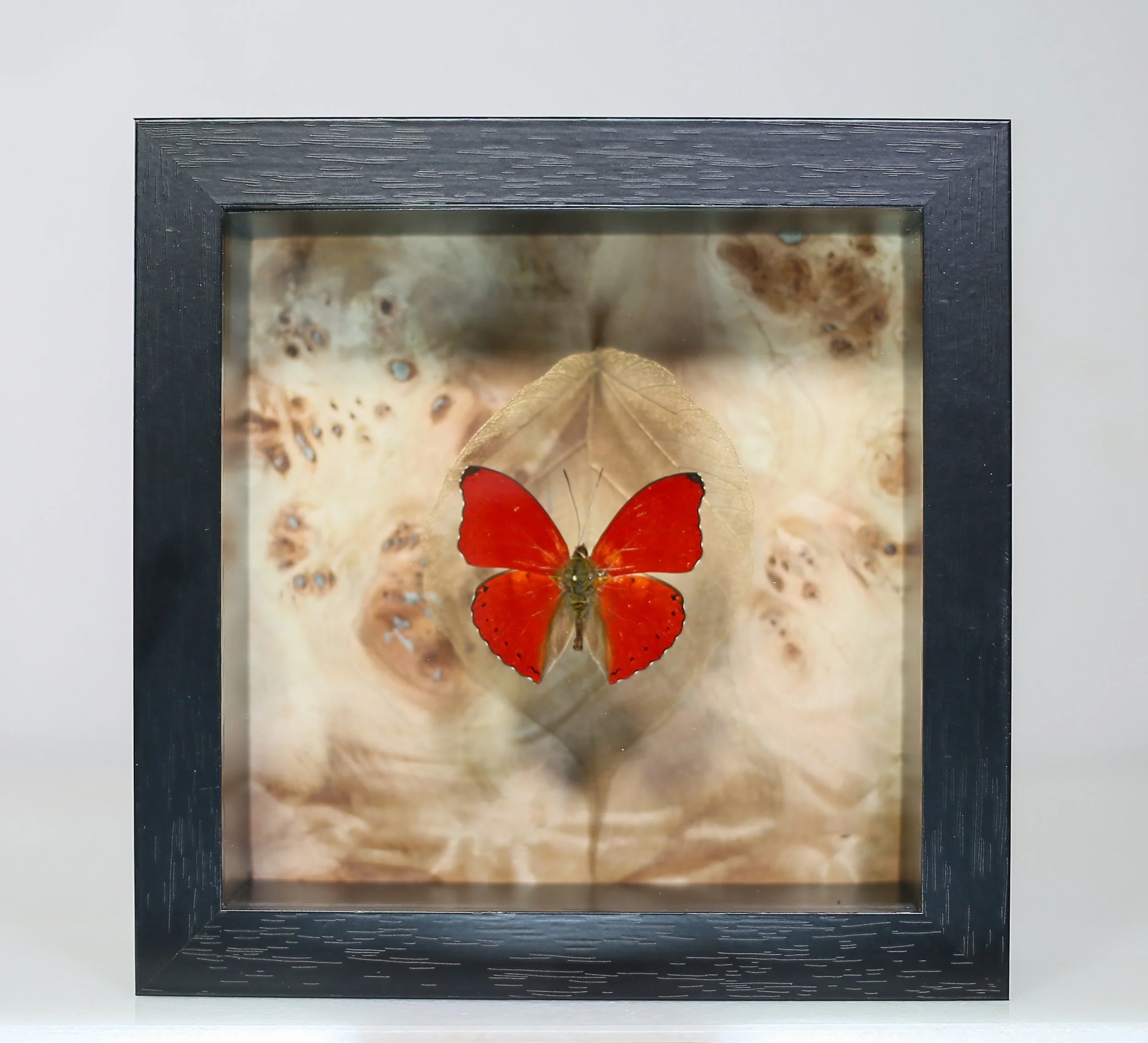 Western Red Glider Butterfly