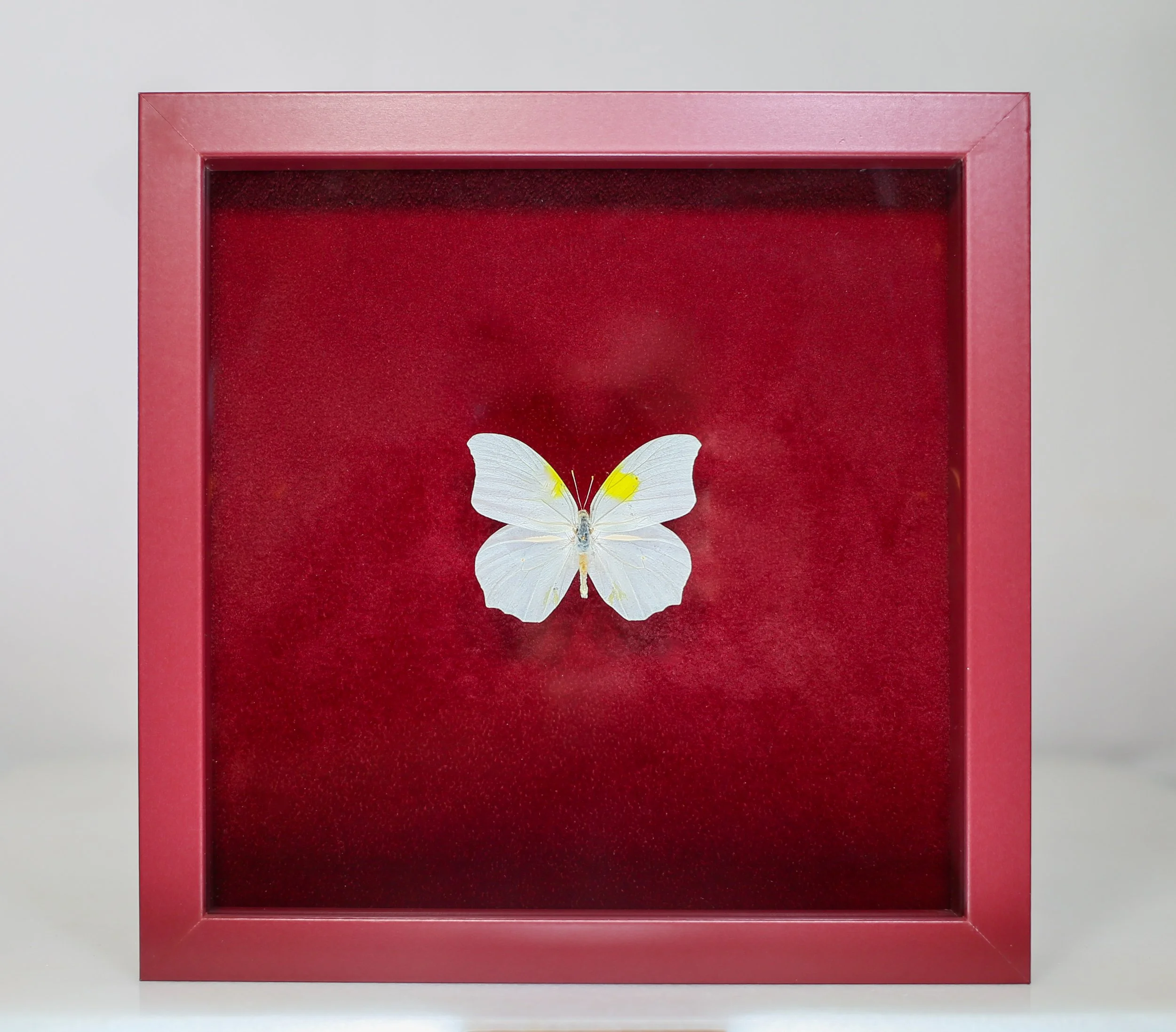 White Angled-Sulphur Butterfly