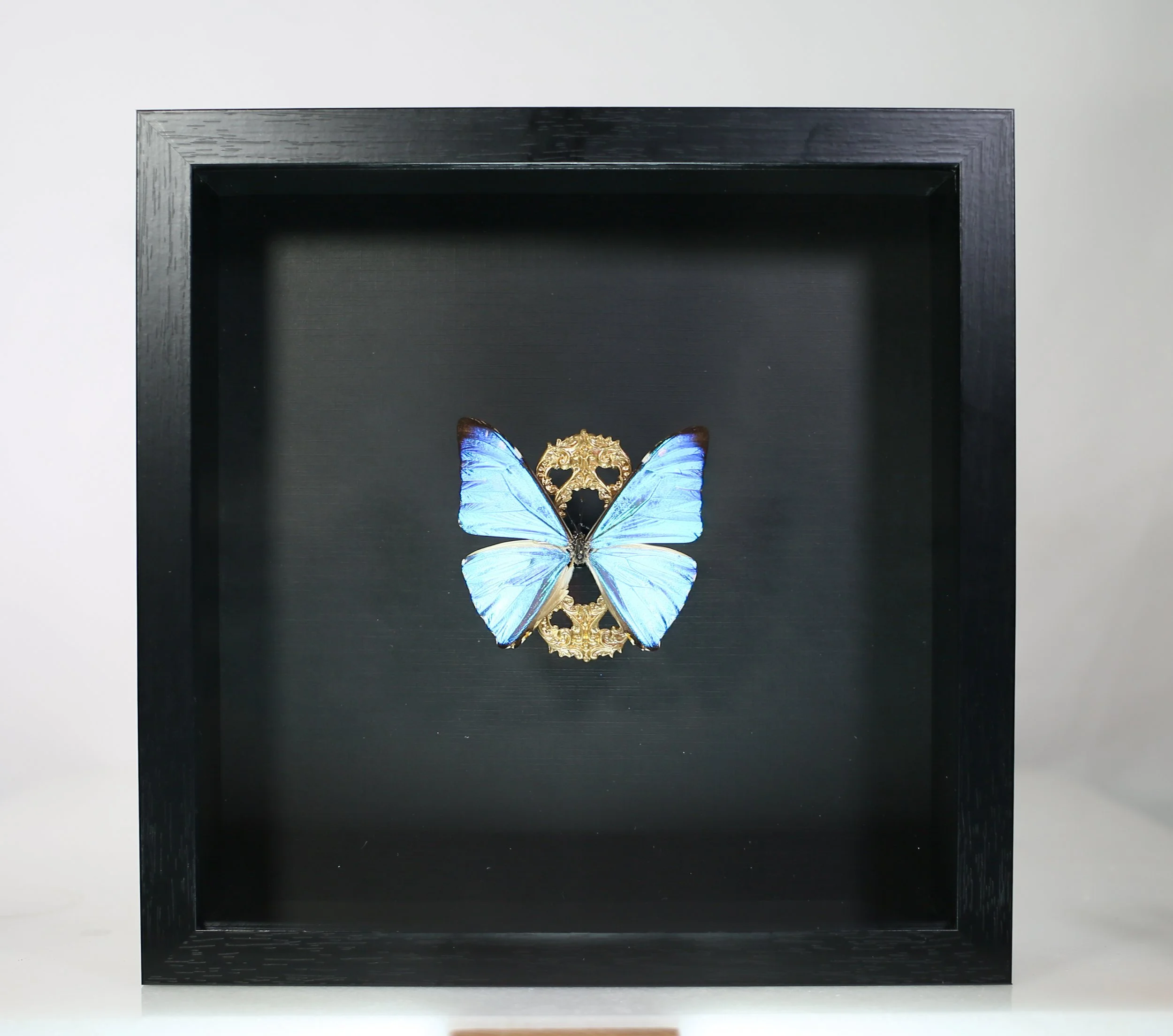 Morpho Zephyrites Butterfly!