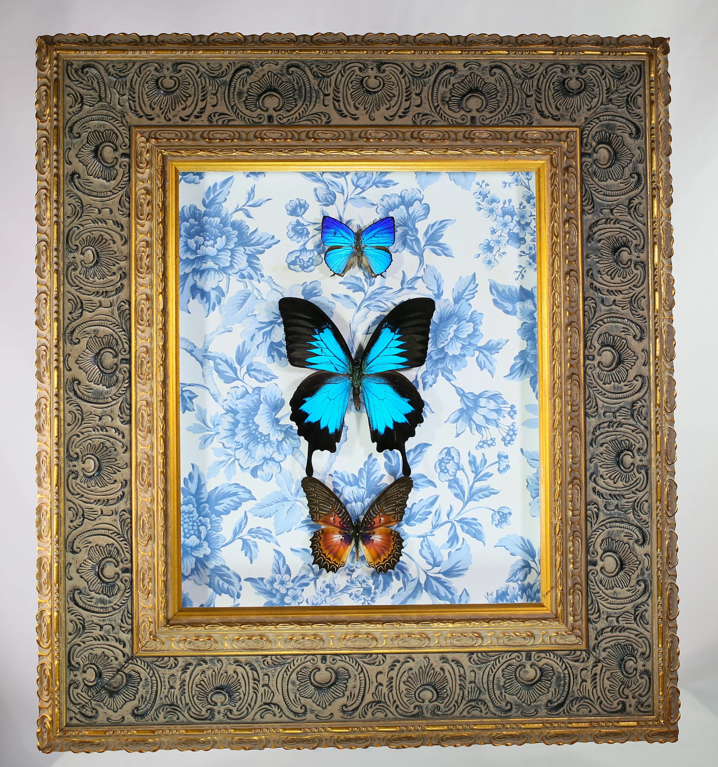 Butterfly Composition