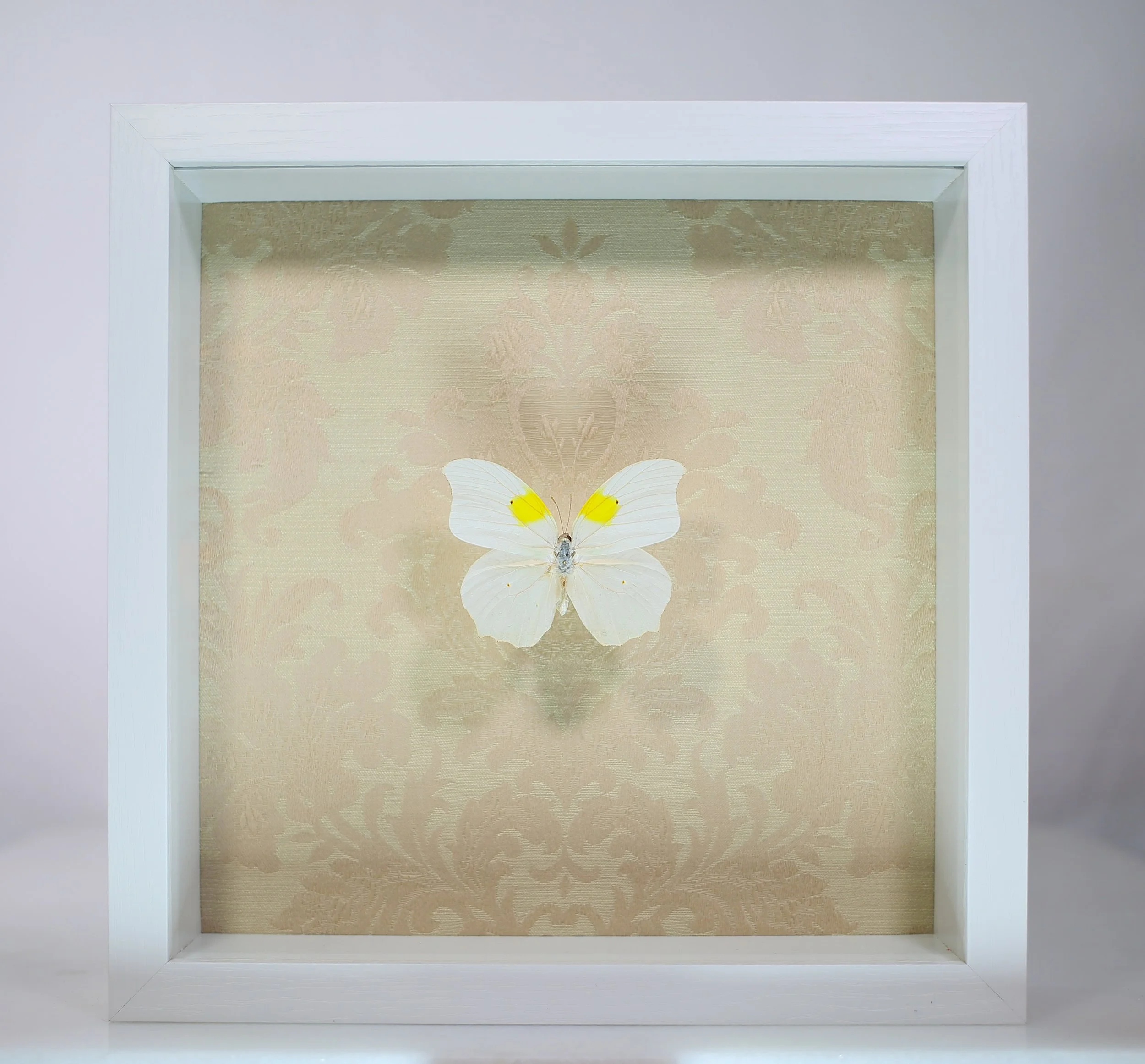 White Angled-Sulphur Butterfly