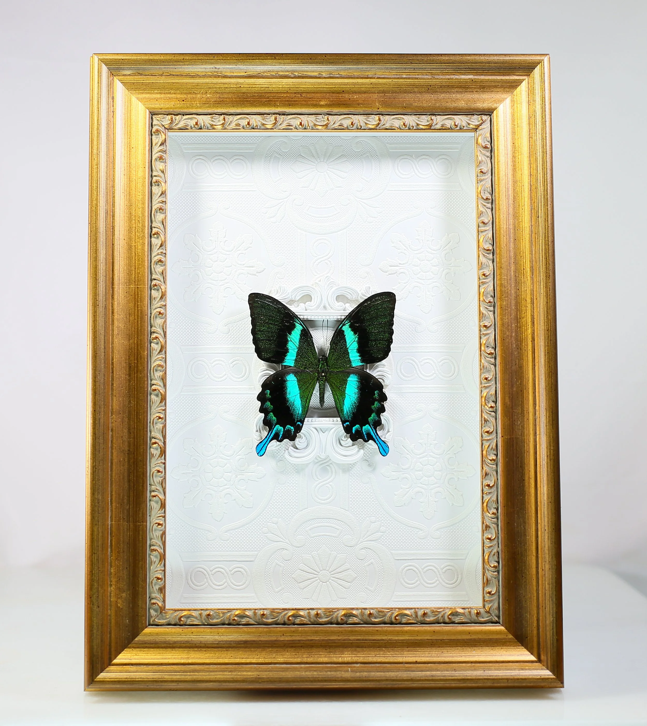 Peacock Swallowtail Butterfly