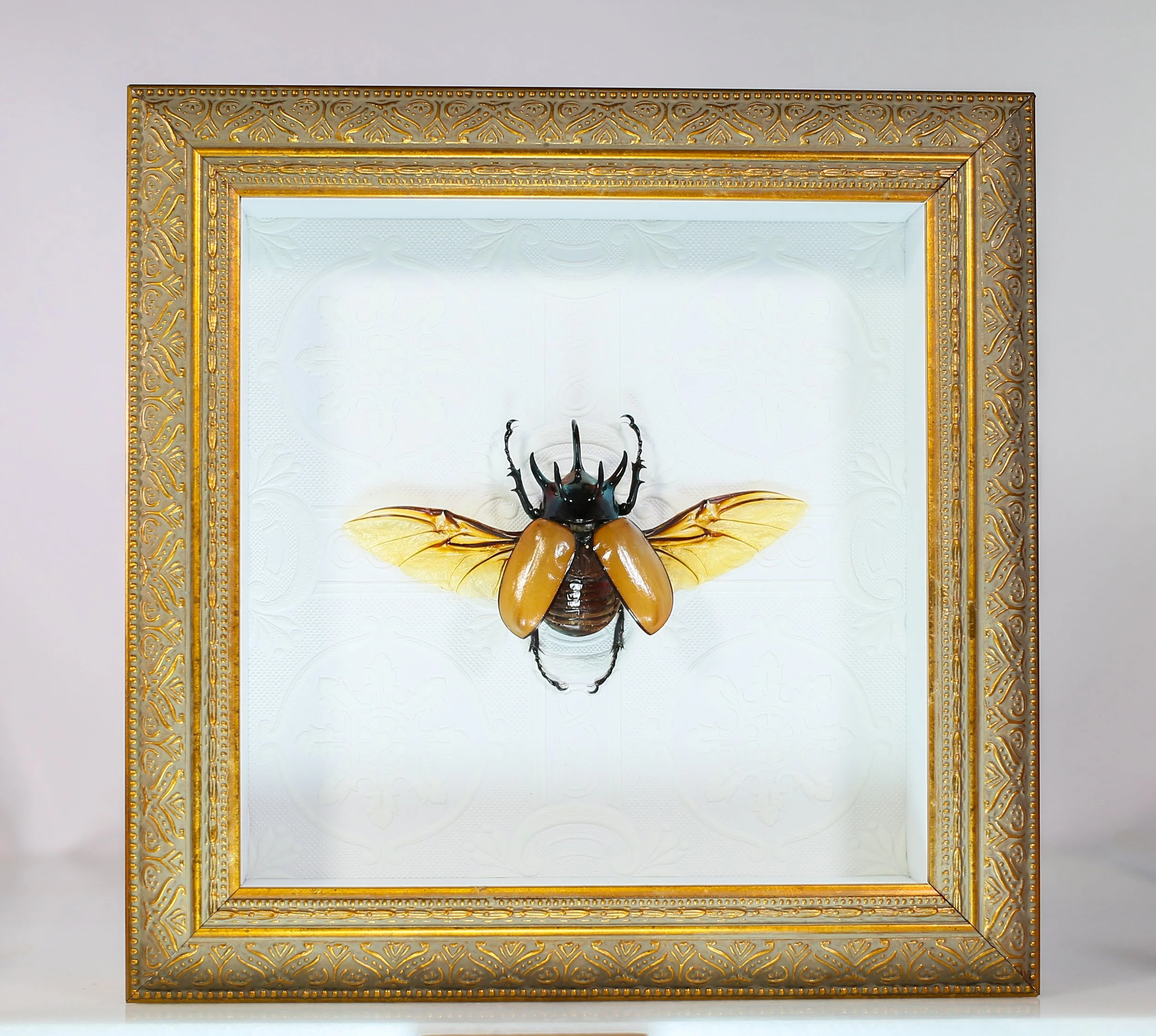 Five Horn Unicorn Beetle