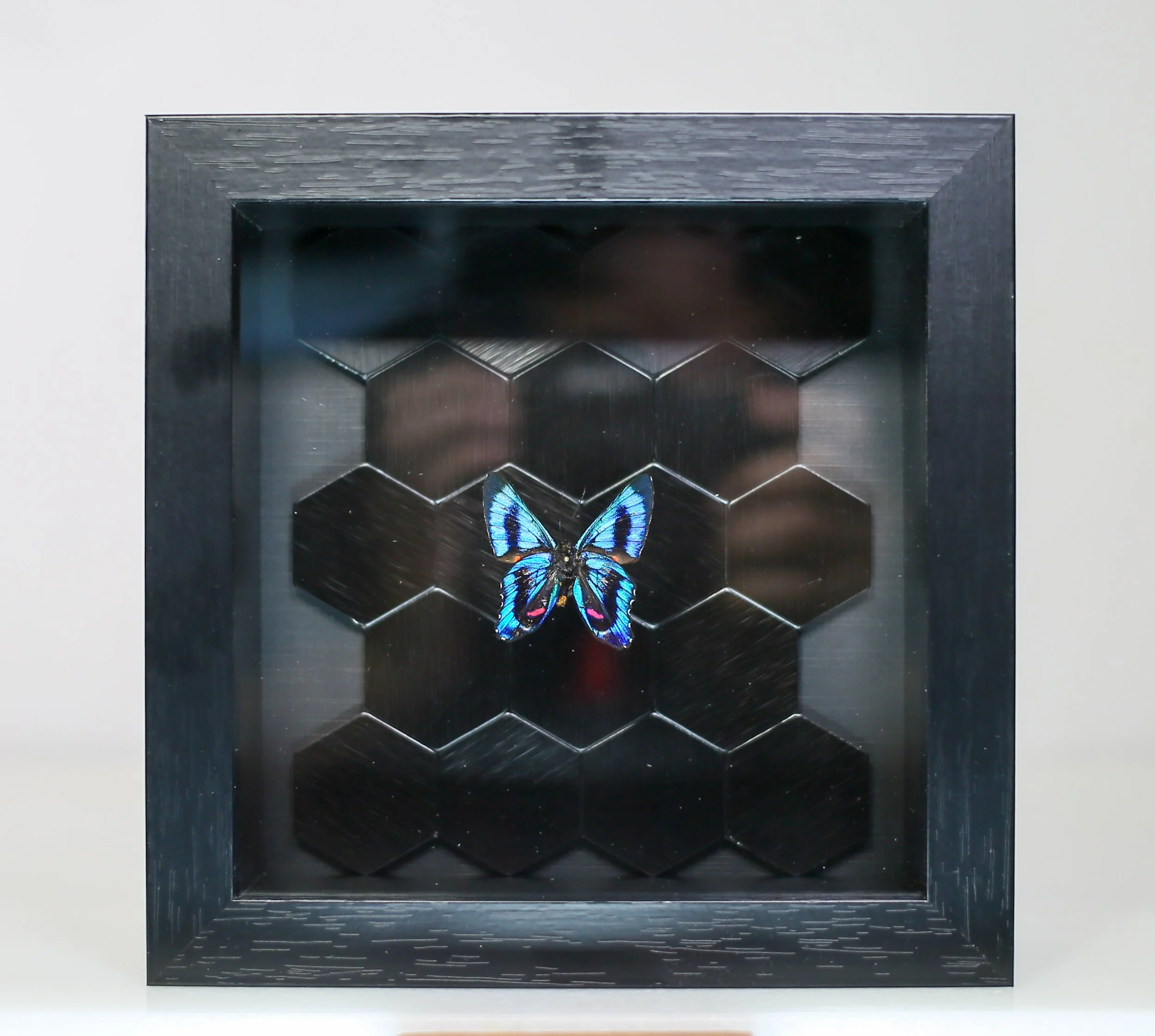 Ancyluris Endaemon Butterfly