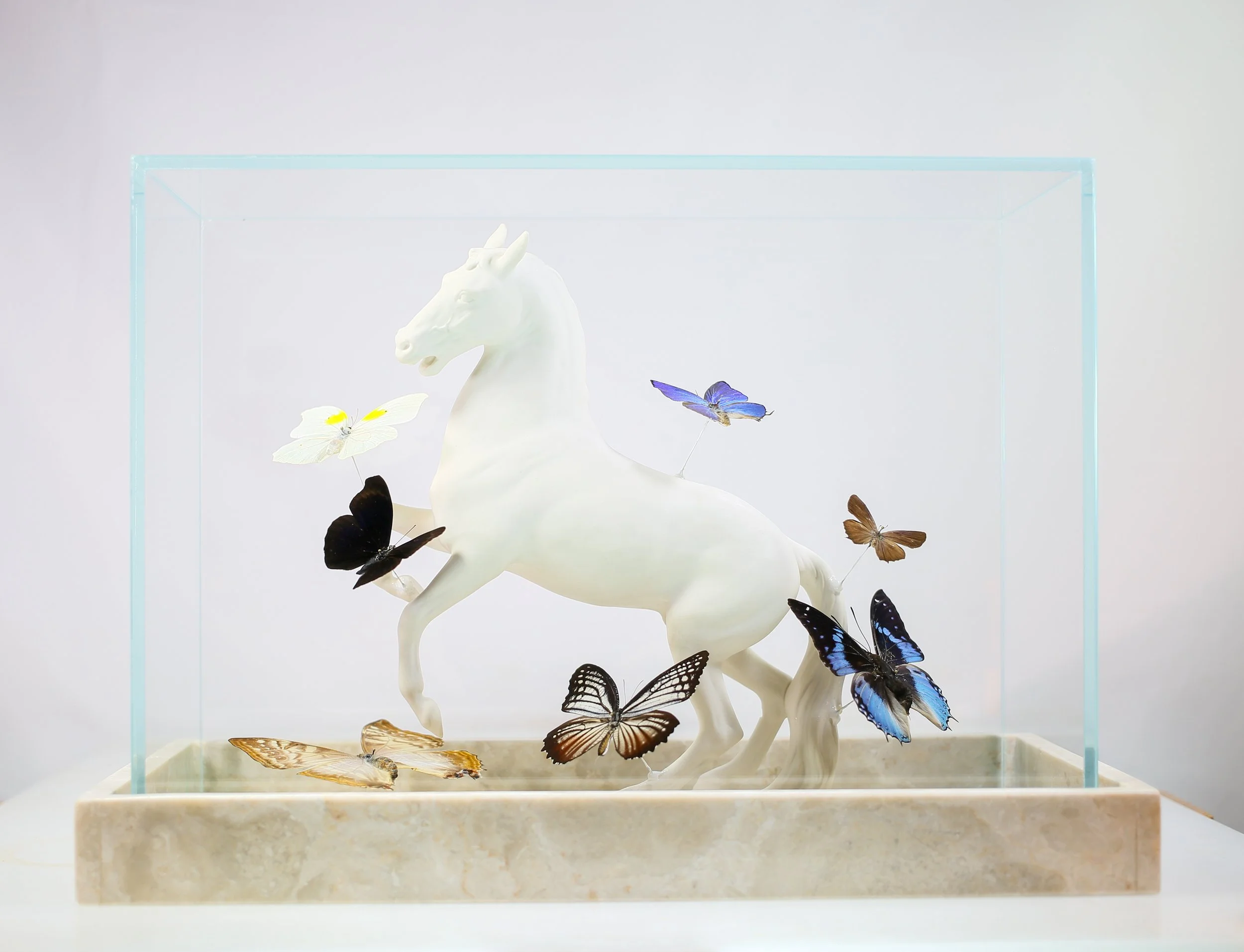 Butterfly Glass Display