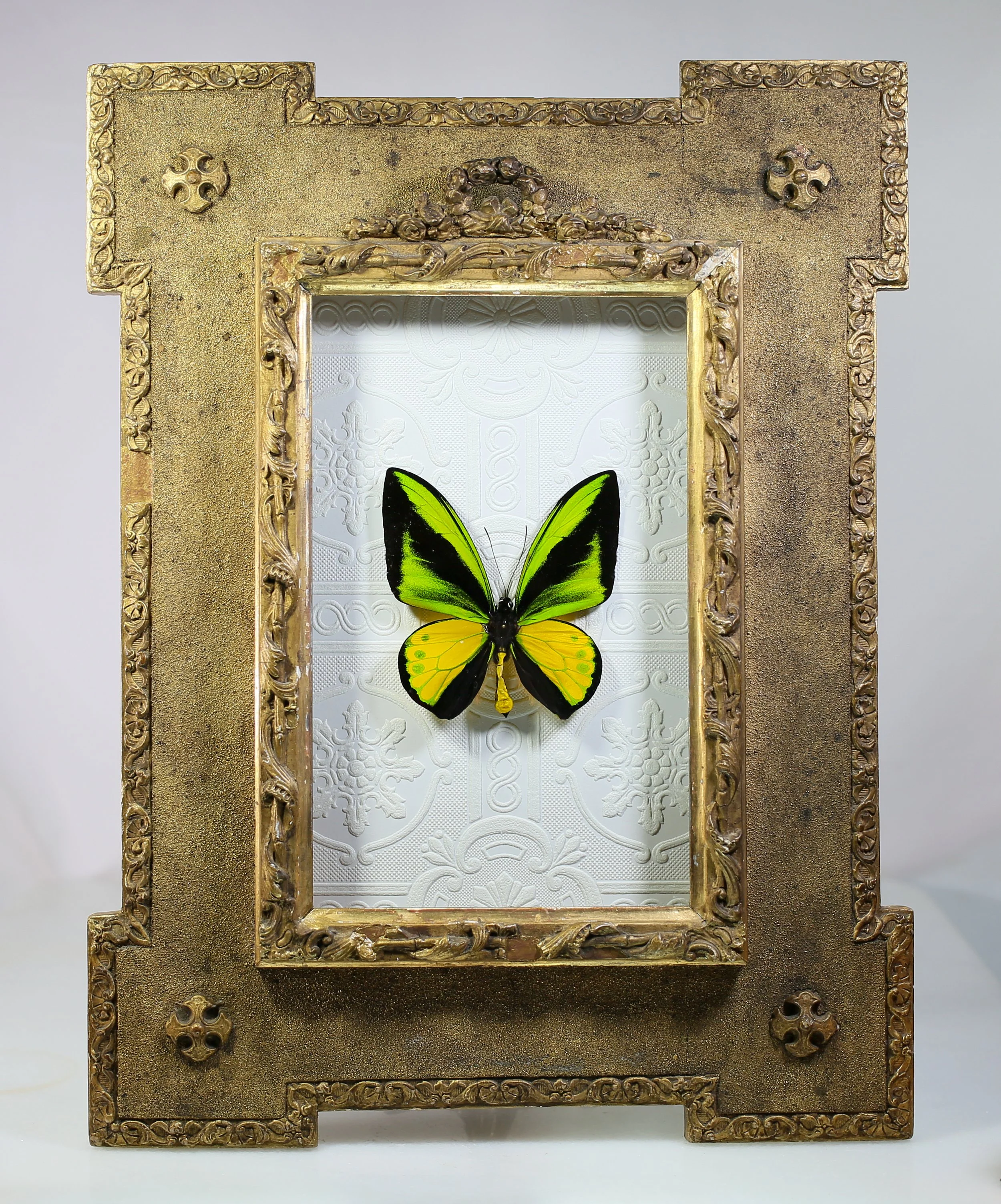 Goliath Birdwing Butterfly