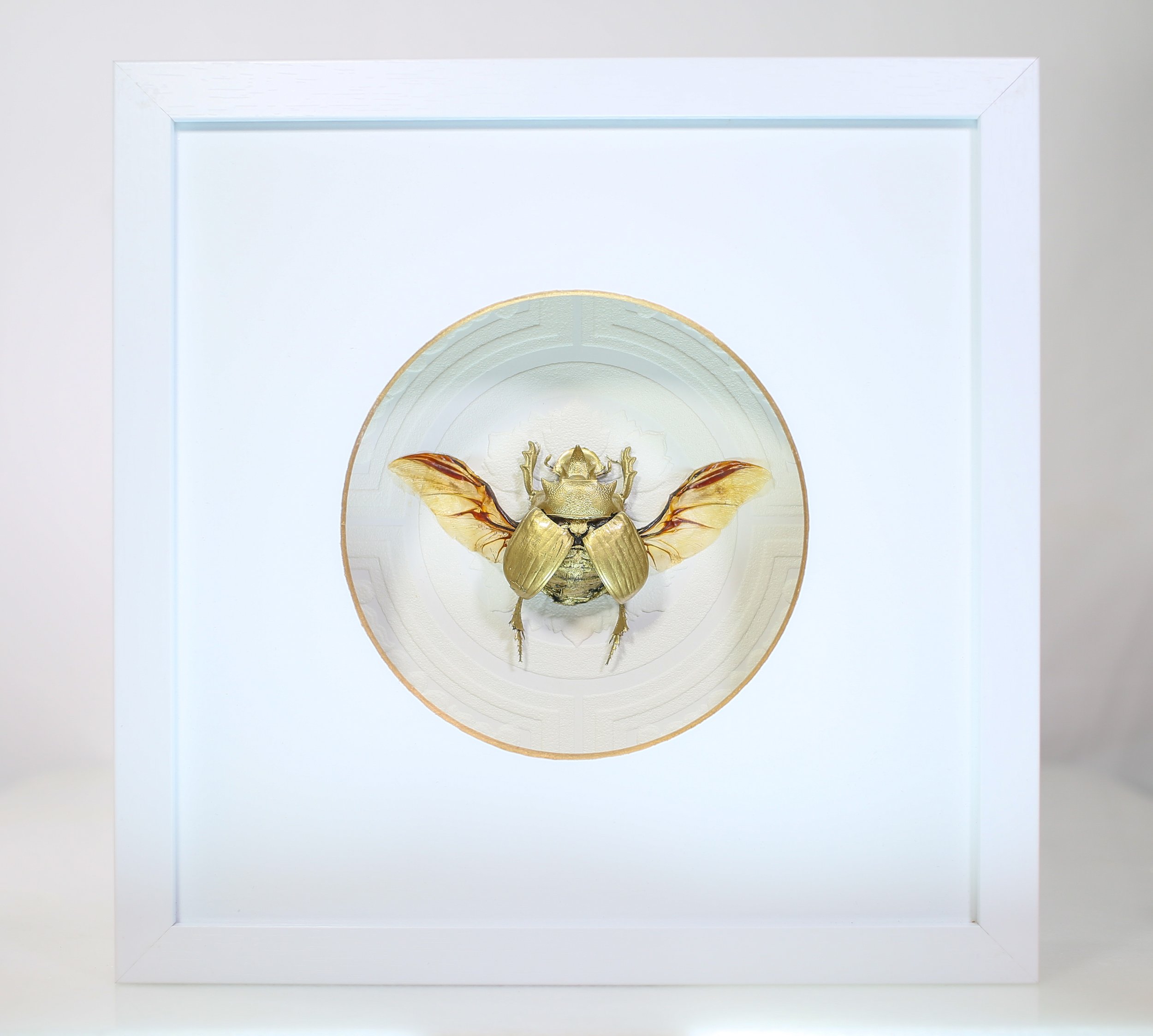 Gold Elephant Scarab Beetle