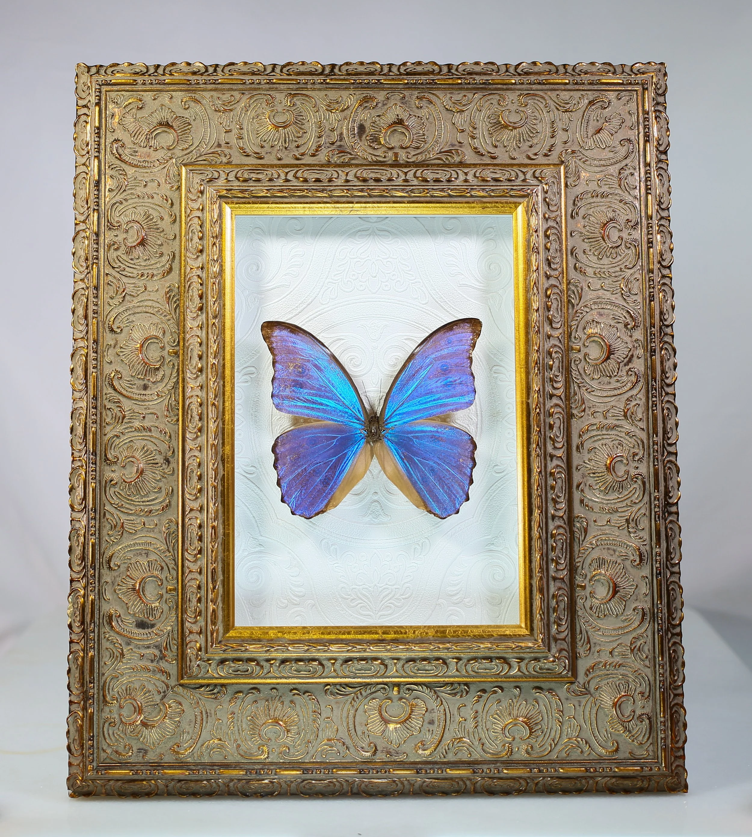 Giant Blue Morpho Butterfly