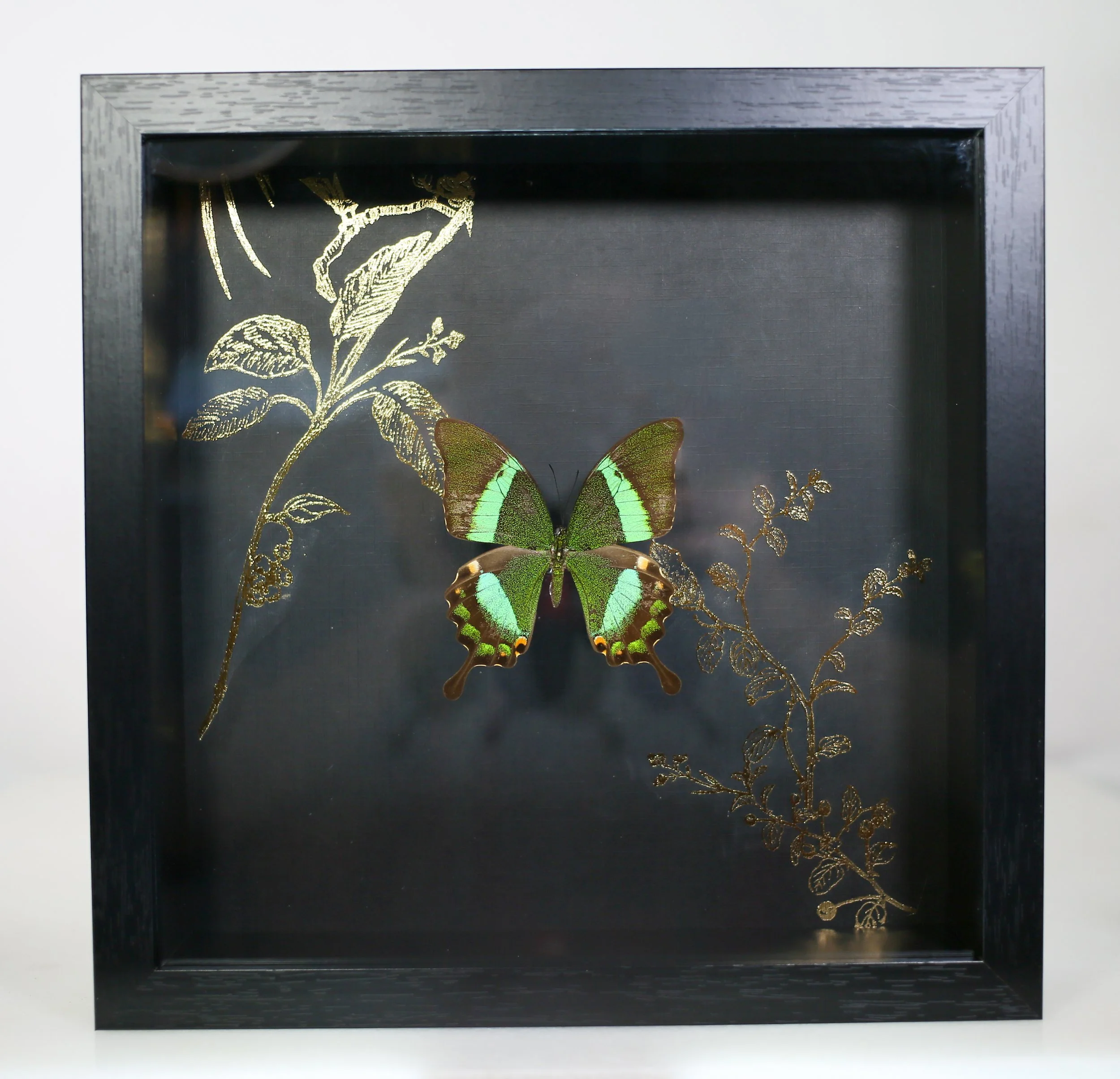 Emerald Swallowtail Butterfly