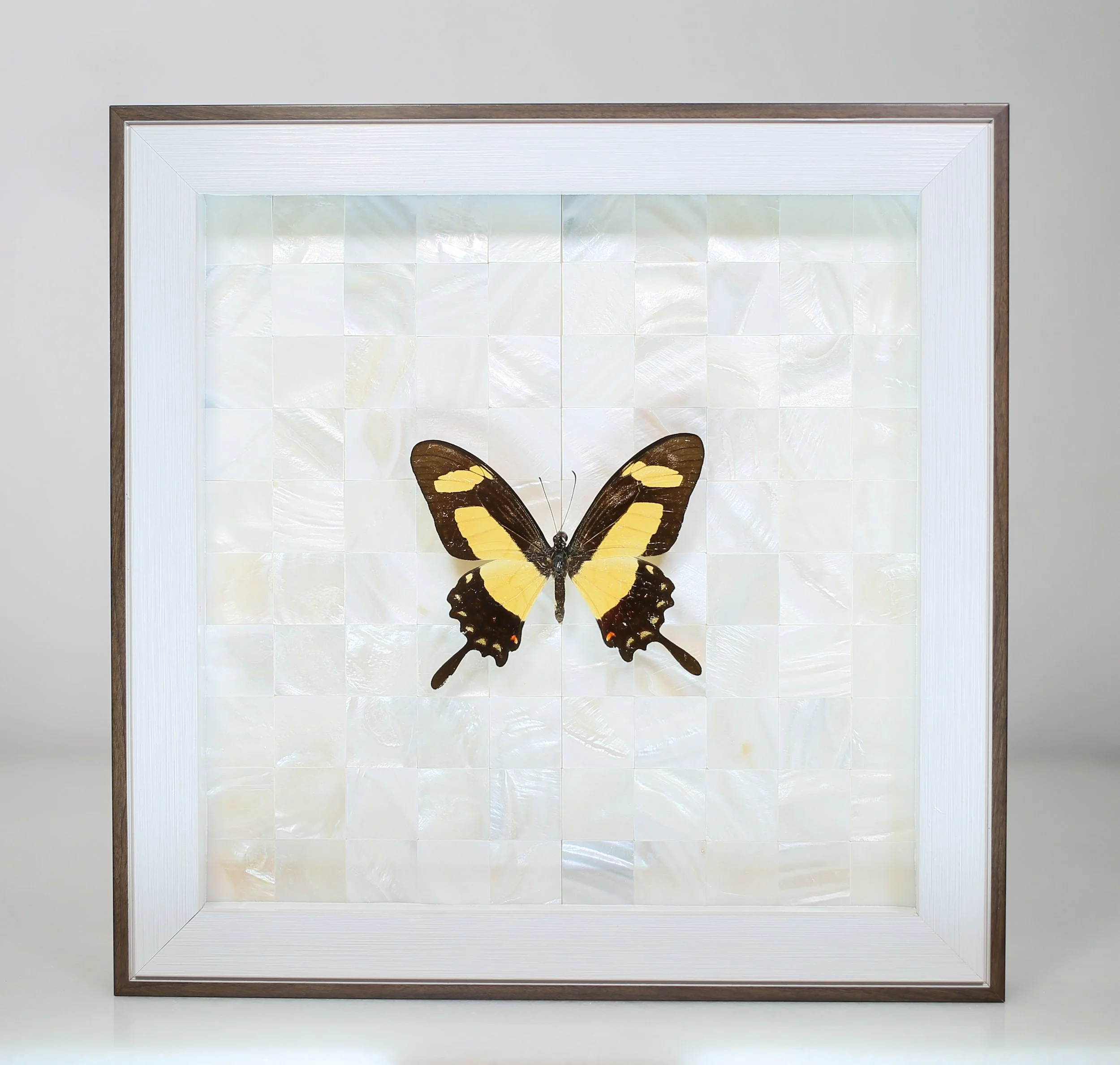 Torquatus Swallowtail Butterfly