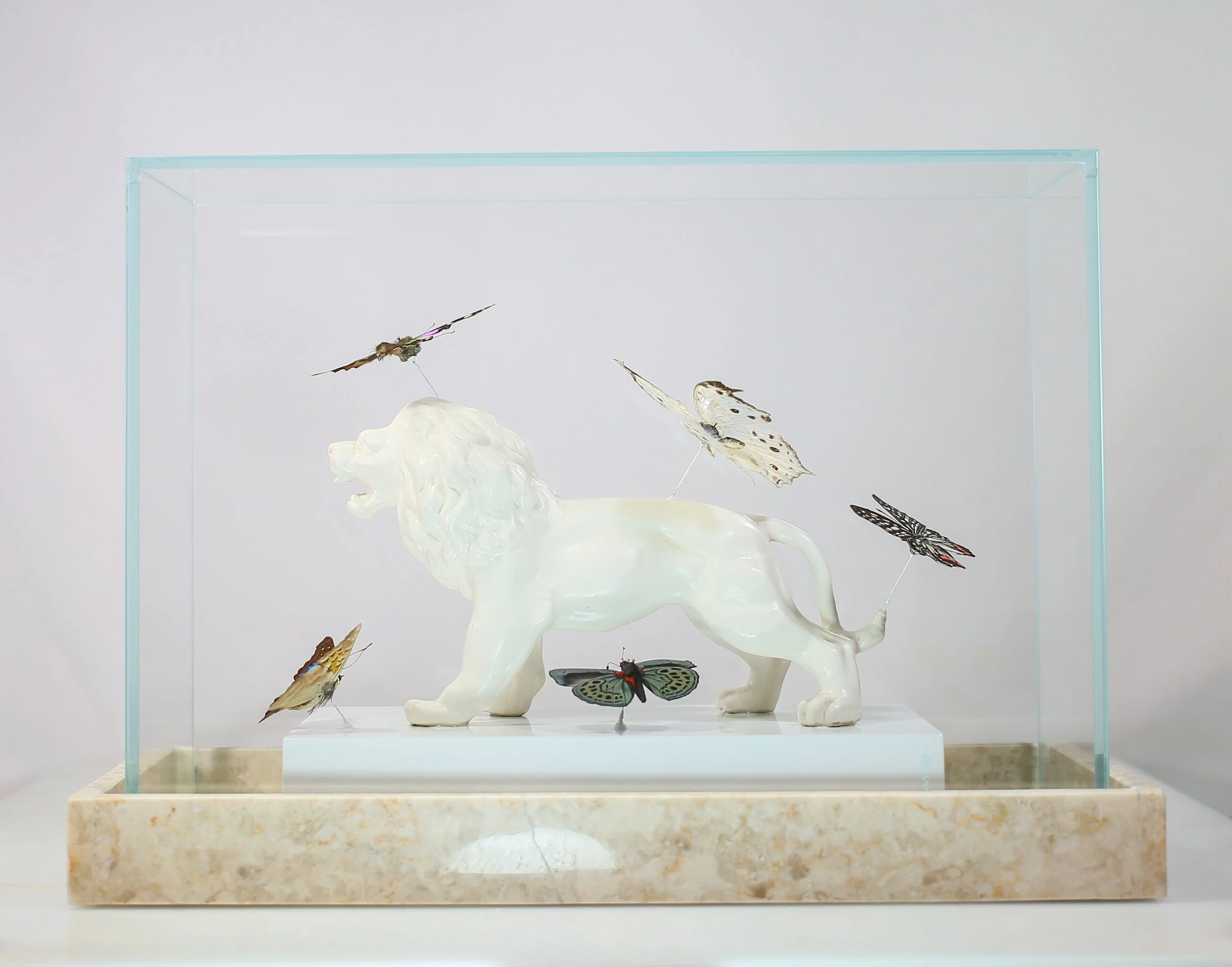 Butterfly Glass Display