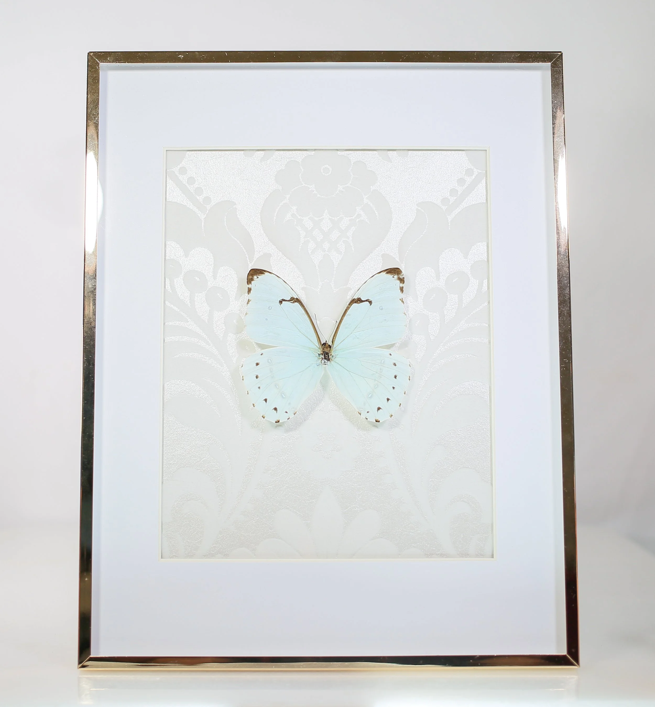 Morpho Catenarius Butterfly