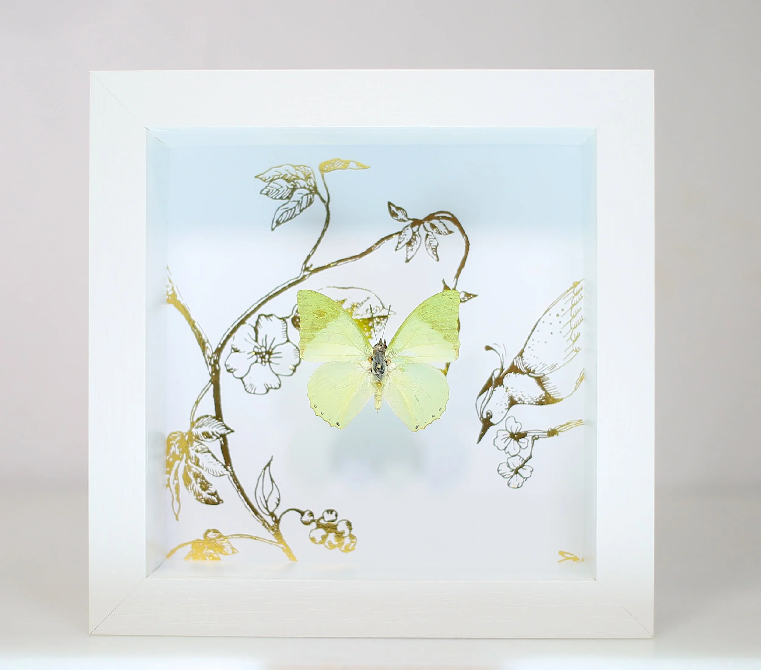 Green Charaxes Butterfly