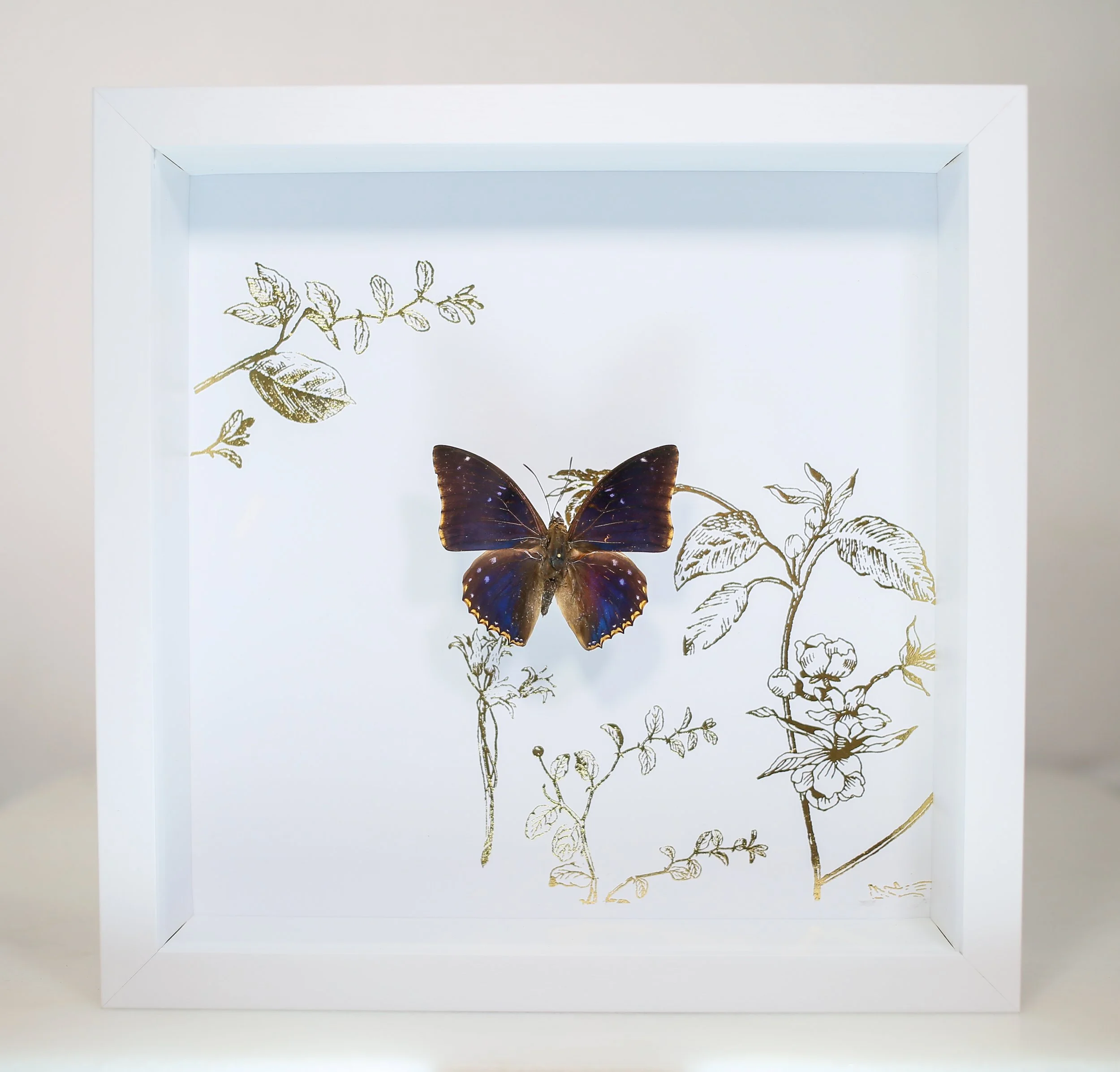 Blue Charaxes Butterfly