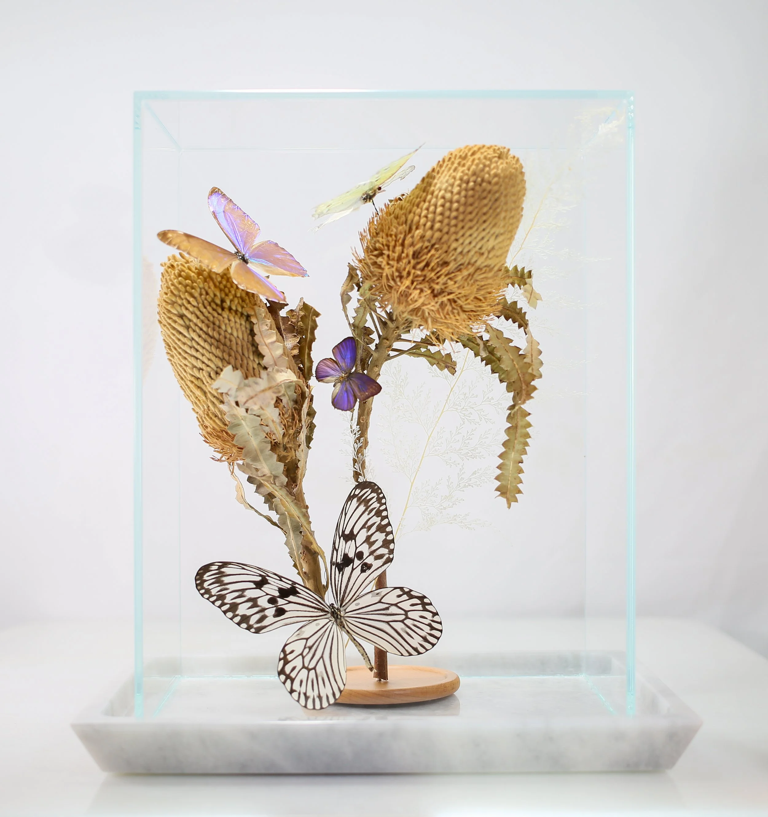 Butterfly Dome Composition