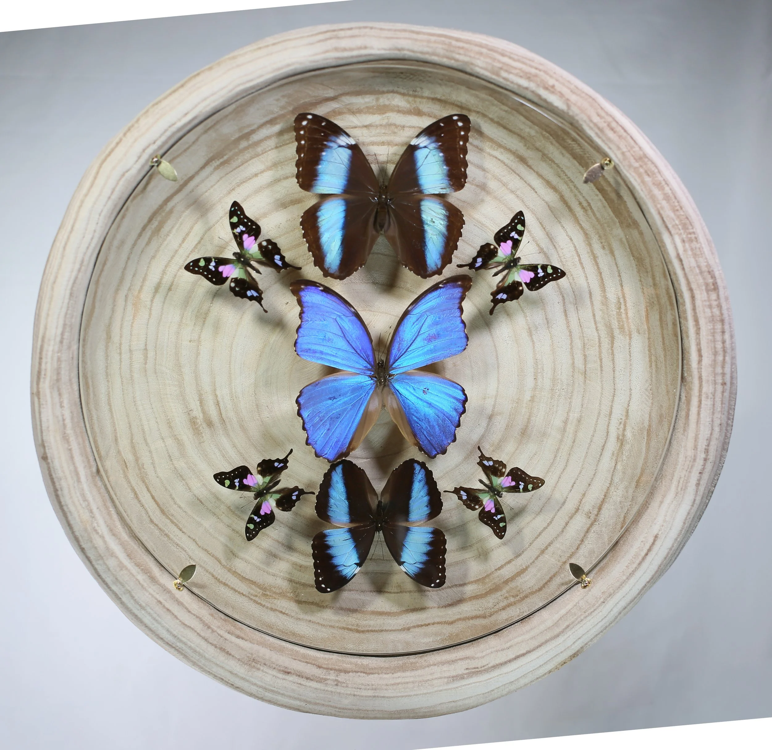 Butterfly Composition