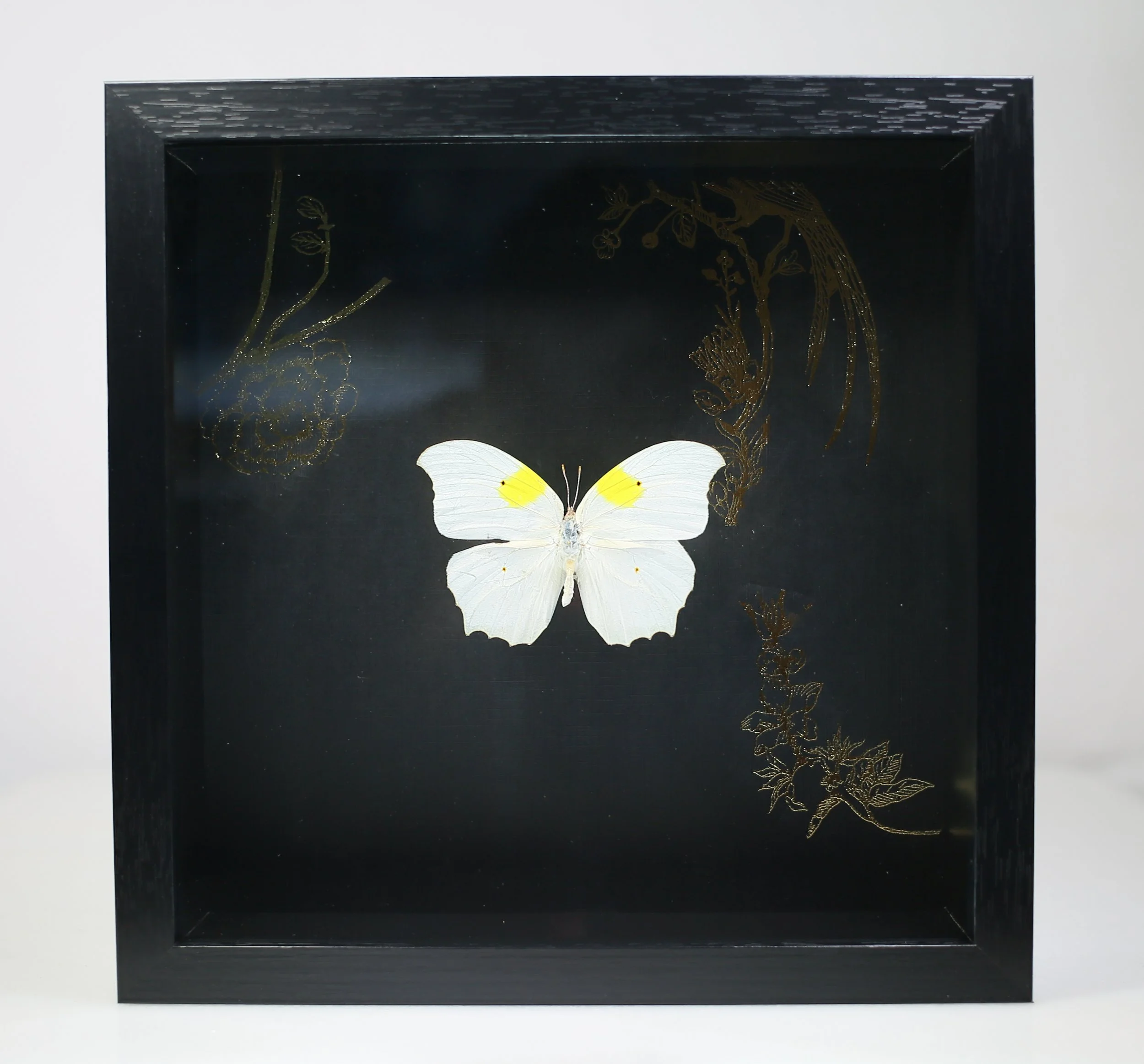 White Angled-Sulphur