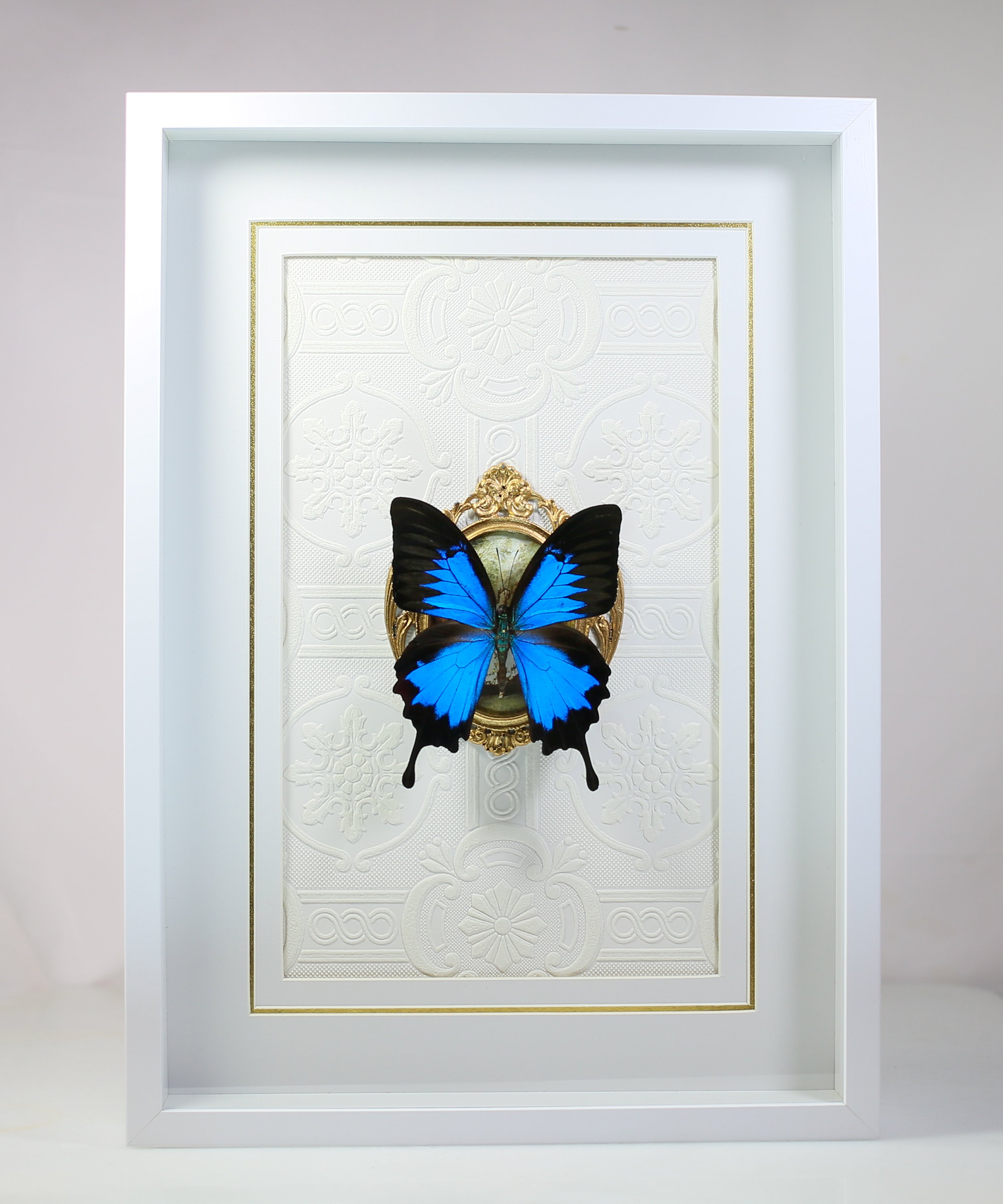 Ulysses Swallowtail Butterfly