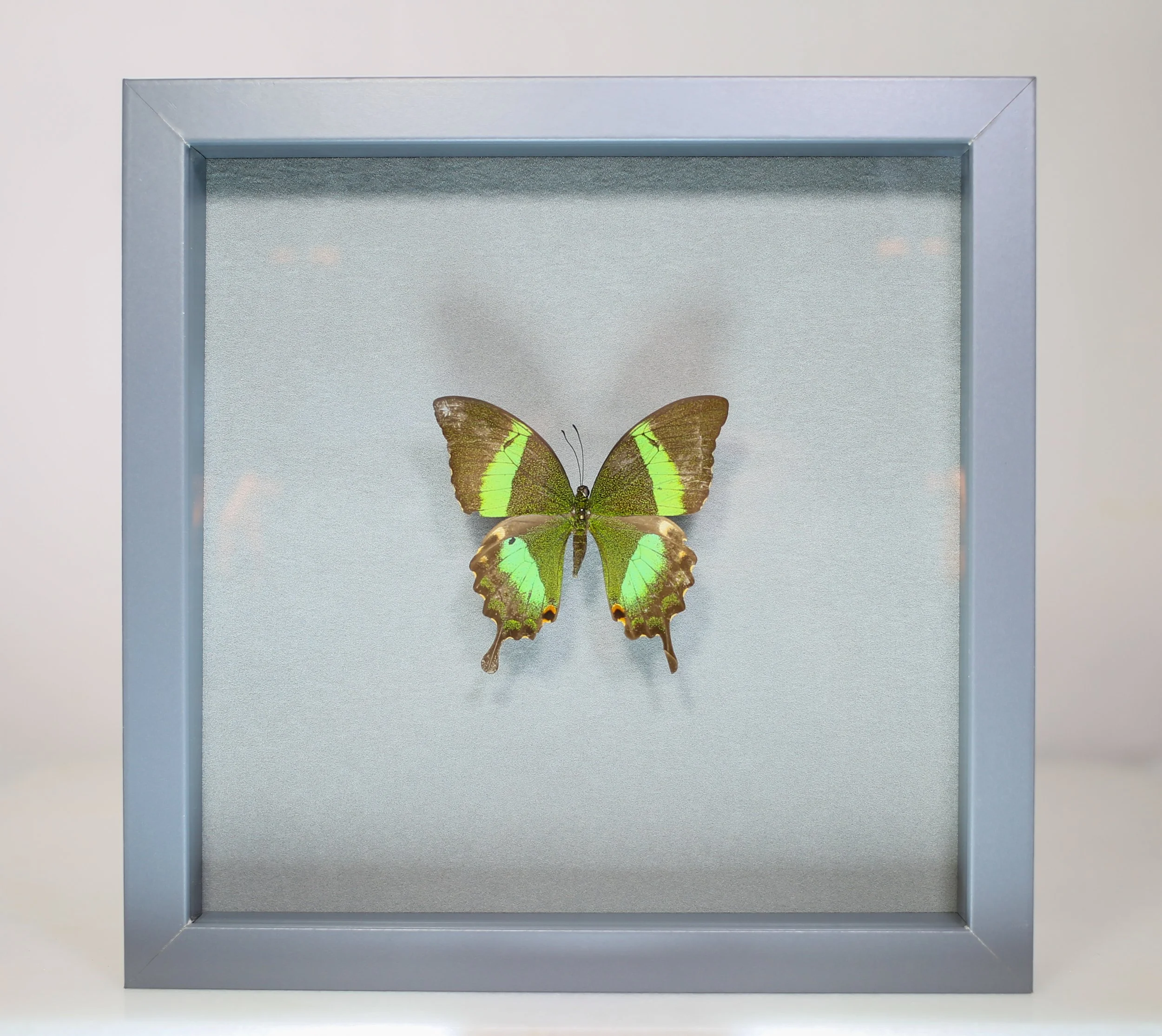 Emerald Swallowtail Butterfly